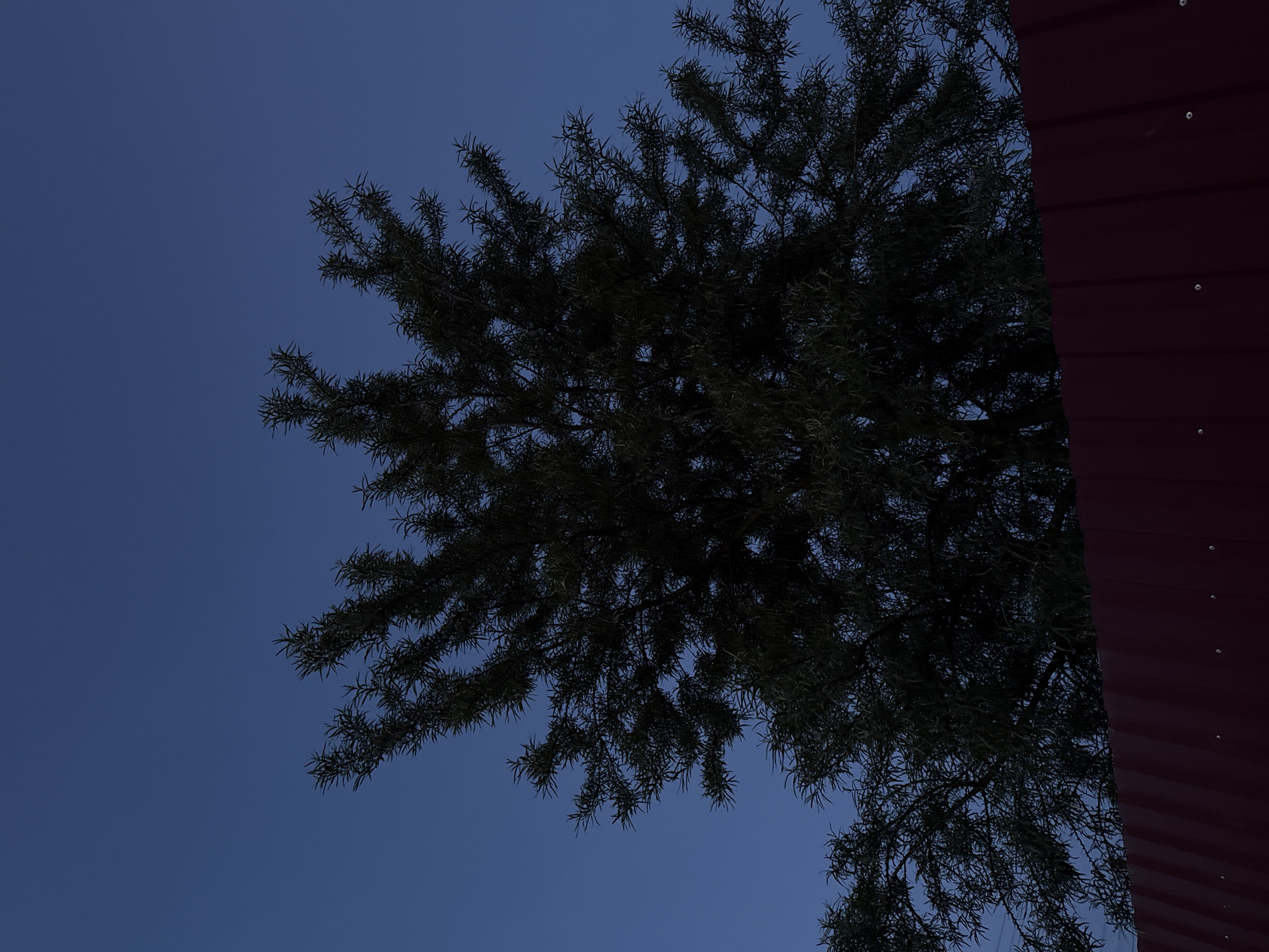 The image presents an outdoor scene captured at twilight, characterized by a deep, uniform dark blue sky that dominates the background. A large tree with dense, dark foliage occupies the left and central portions of the frame, appearing almost as a silhouette against the dim sky. Its branches are laden with numerous thin, needle-like or spiky leaves.
On the right side, a reddish-brown corrugated metal structure is visible, extending vertically from the top to the bottom of the frame. This structure, possibly a wall or roof of a building, features horizontal ridges and several visible screws or rivets along its surface.
There are no people or discernible activities taking place. The low light conditions suggest either dusk or very early dawn. The sky is clear, with no clouds. The scene conveys a quiet and serene atmosphere. No visible text is present. The composition contrasts the organic forms of the tree with the geometric and artificial nature of the metal structure within a twilight setting in Лабжанскі сельскі Савет, Belarus.
