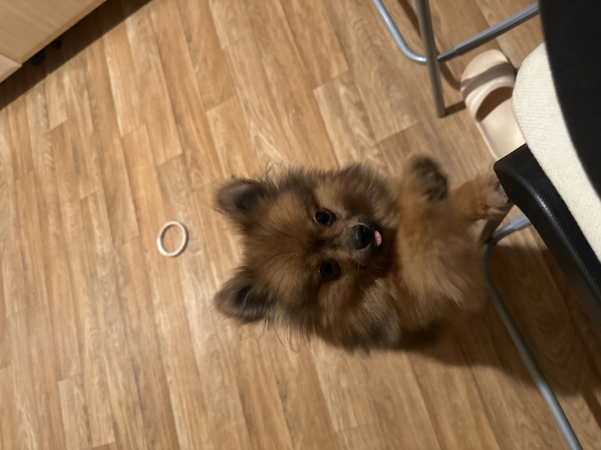 The image captures a small, fluffy brown Pomeranian dog indoors in Arzberg, Germany. The dog is the central focus, positioned on a light-brown wooden plank floor, looking directly up at the camera with its head charmingly tilted. Its prominent dark eyes and a small, pink tongue slightly sticking out give it a curious and playful expression. The dog's fur is rich brown, appearing thick and soft.
In the foreground to the right, parts of a chair are visible, featuring a silver metal frame and a black and cream-colored upholstered back. One of the dog's front paws is resting gently on the lower part of this chair, suggesting an interaction. Nearby, a light-colored slipper with a brown stripe rests on the wooden floor. To the left of the dog, a simple white or light-colored circular hair tie is lying on the floor.
The setting appears to be a well-lit interior, likely a home, with a warm and casual atmosphere. The wooden floor planks are consistent throughout the visible area. There is no visible text in the image. The time of day cannot be precisely determined but the lighting suggests it is not dark. The dog's engaged posture and expression convey a sense of liveliness and affection.