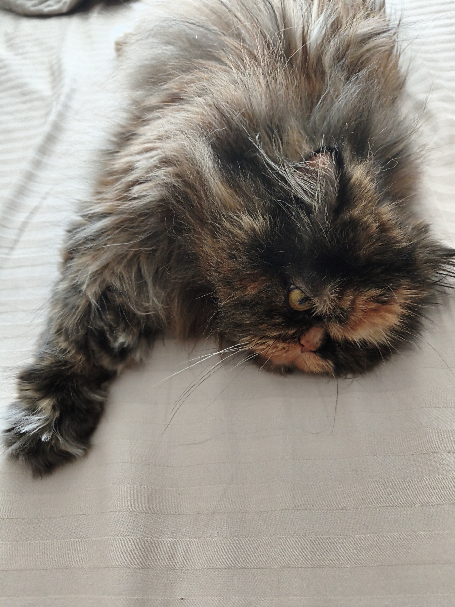 A tortoiseshell cat with fluffy fur lies on a textured, beige surface. The cat's face is partially visible, with one green eye open and the other obscured by fur. Its body is elongated, with a front paw extended to the left. The background appears to be a flat surface with subtle horizontal lines.