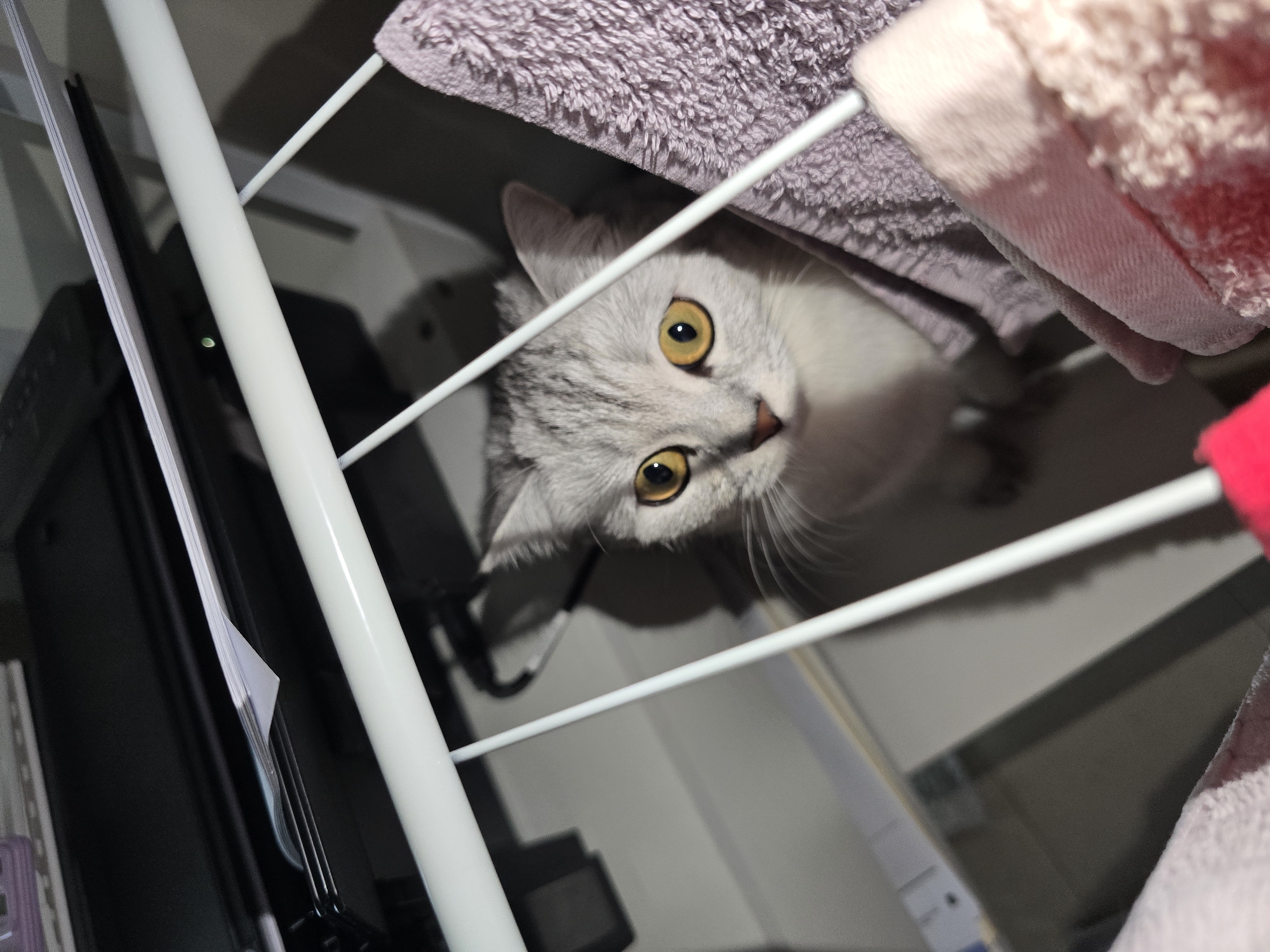 A silver tabby cat with striking yellow eyes peers out from behind a white rack, partially obscured by folded towels. The cat is positioned centrally in the frame, its head tilted slightly upwards. In the background, a black printer with a stack of papers is visible, suggesting an indoor setting, possibly a home or office. The environment appears to be dimly lit, with the cat's face illuminated by a direct light source. No specific landmarks are visible to identify the location as Dubai, United Arab Emirates. The scene is devoid of any human presence or interaction.