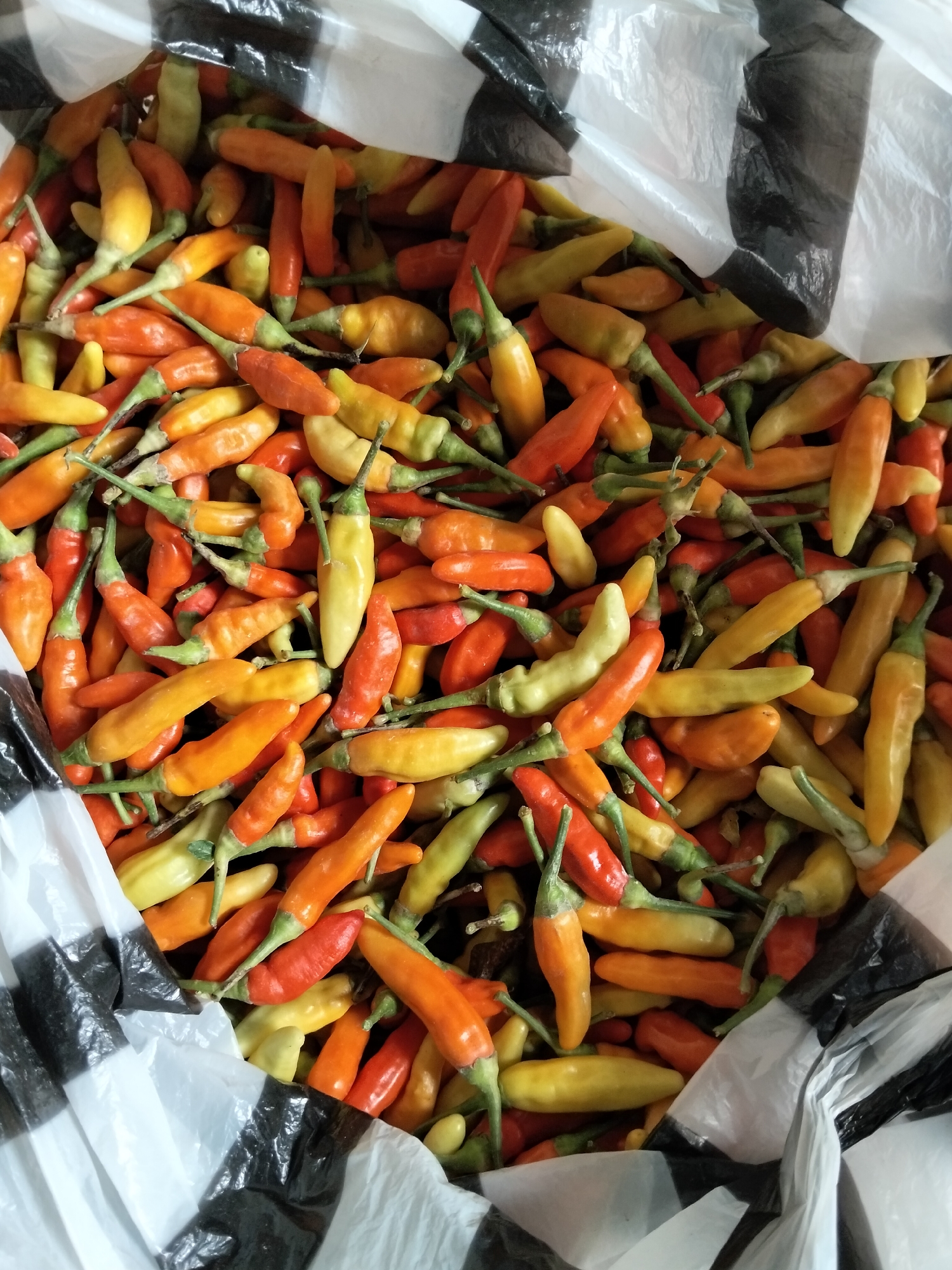 A close-up, overhead shot shows a pile of small chili peppers in various stages of ripeness, ranging in color from bright yellow to orange and red. The peppers are contained within a white plastic bag with black stripes. The bag's opening is visible at the top and right sides of the frame, with some of the peppers spilling out. The background of the image is predominantly the white and black striped plastic of the bag, which appears somewhat crumpled. The scene is consistent with a market setting in Gempolan, Indonesia, where such produce is commonly sold. There are no people or animals visible in the image.