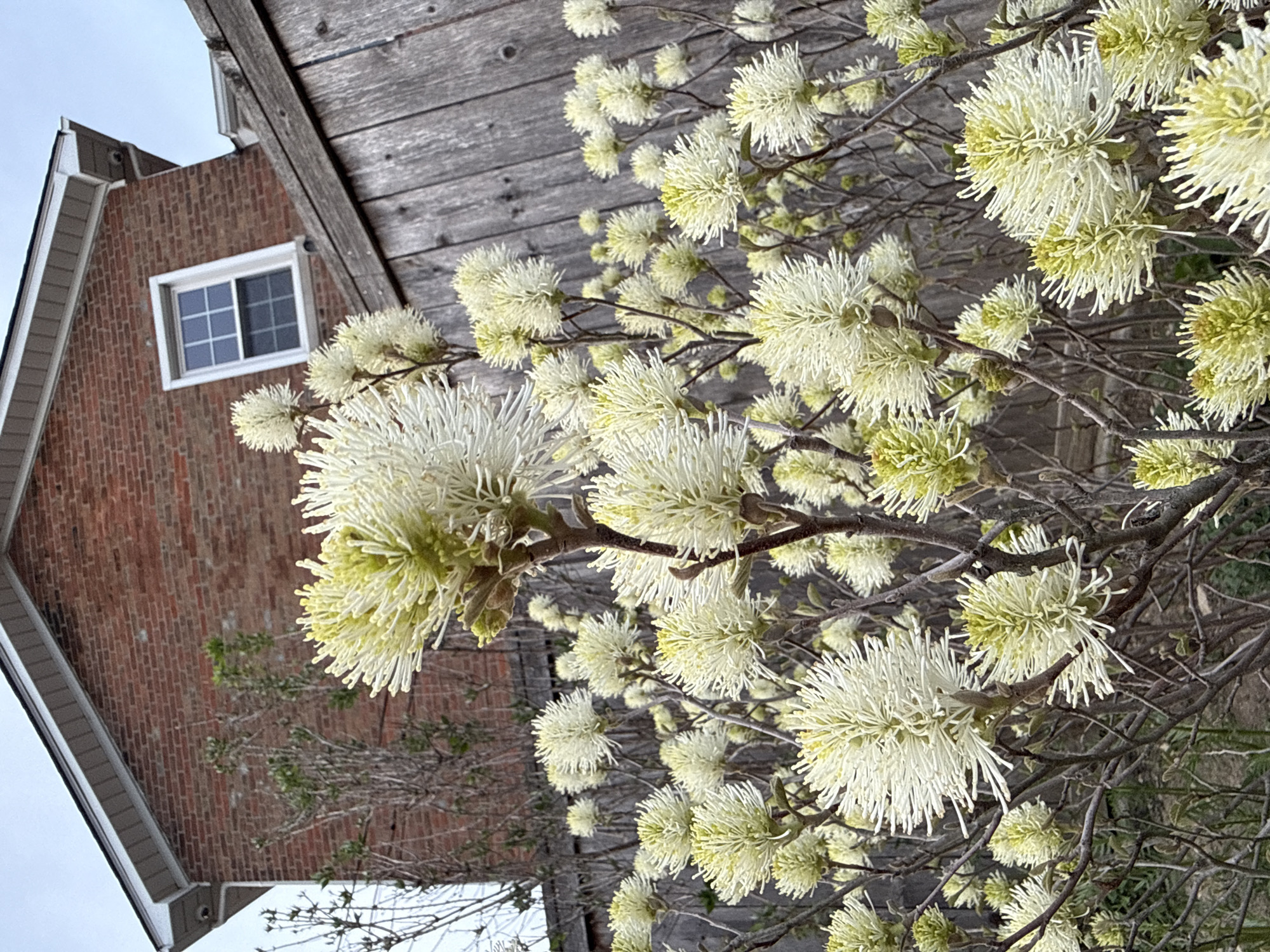 The image captures a close-up view of a flowering shrub with numerous white, pom-pom-like blossoms. The shrub's branches are visible, and the background features a building with a red brick wall, a window, and a weathered wooden wall. The building's architecture is characterized by its simple gable roof. The image appears to be taken outdoors on a cloudy day. The image was taken in the city of Grove City, United States of America.