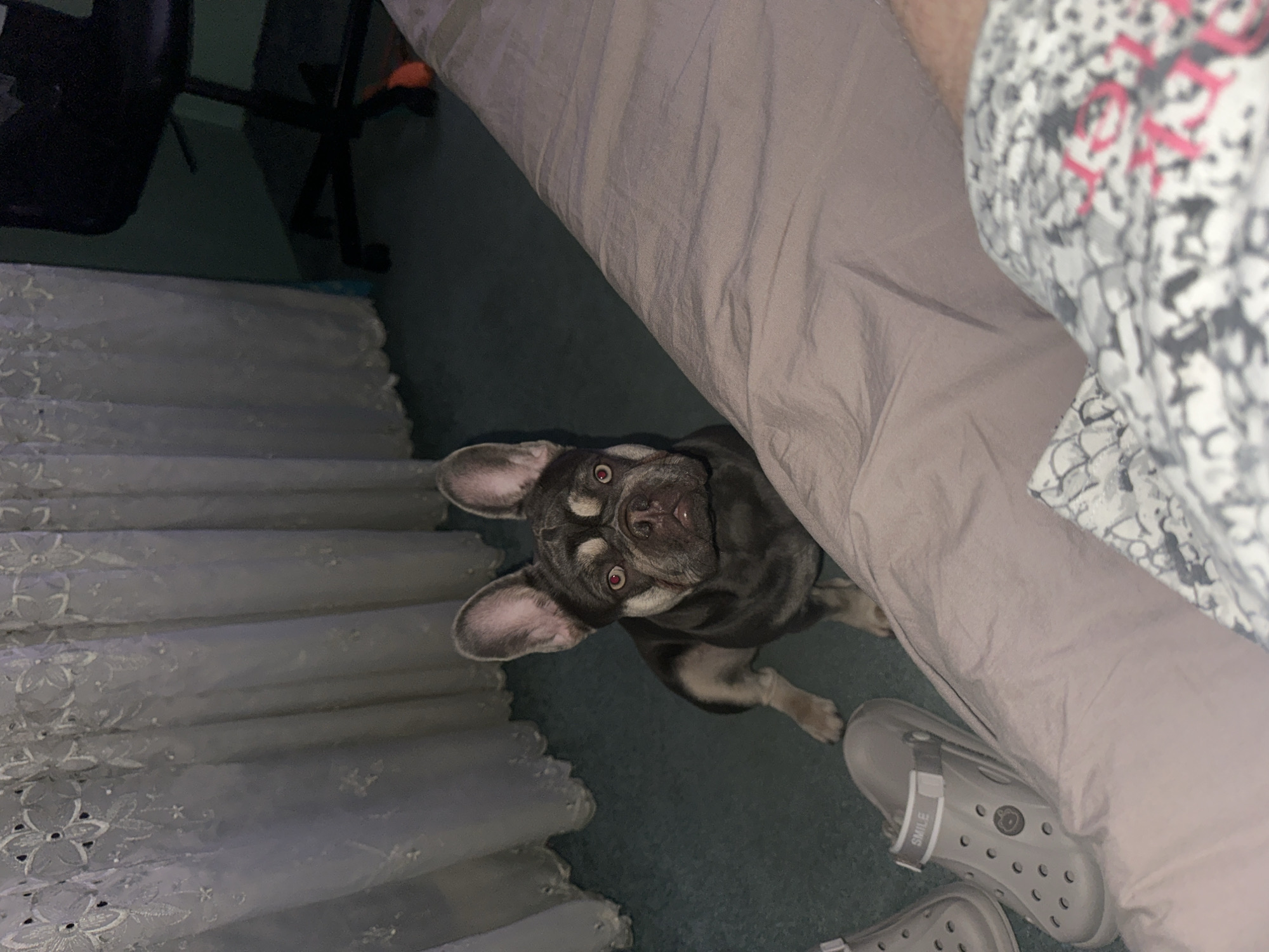 A dark grey or brindle French Bulldog with tan markings on its face and legs is the central subject, positioned on a dark teal or green carpet. The dog is looking directly upwards at the camera, with its ears perked and notable red-eye reflection, suggesting flash photography in low light.
To the right, a person's leg and foot are partially visible, clad in a light grey Crocs sandal. The sandal's strap clearly displays the text "SMILE". The leg appears to be covered by a patterned fabric, which is white and grey with touches of pink or red. This patterned fabric is adjacent to a light grey or beige sheet or duvet covering a bed or sofa.
On the left side of the image, floor-length light-colored curtains with an embroidered or cut-out floral pattern are hanging vertically. In the upper left background, part of a dark furniture frame, possibly a chair or table leg, is visible.
The scene depicts an indoor setting, likely a bedroom or living room, with the dog attentively engaging with the person taking the photo. The overall lighting suggests it could be evening or night.