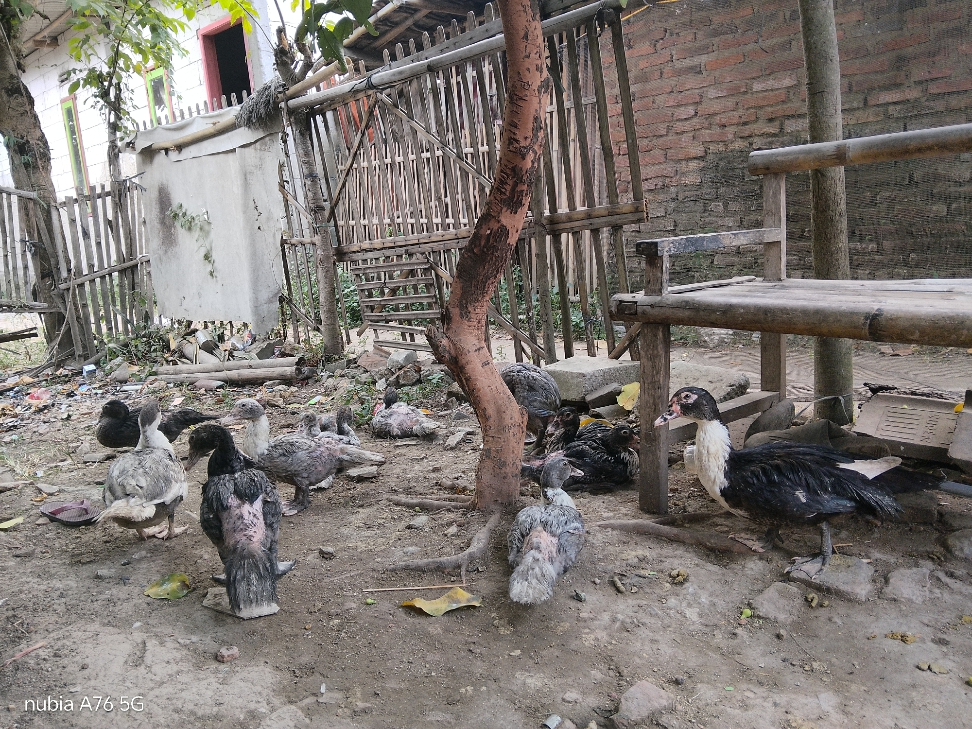 The image depicts a scene in Binuang, Indonesia, featuring a group of ducks gathered on the ground near a rustic wooden fence and a brick wall. The environment appears to be a backyard or a rural area, with some debris and vegetation visible.
The subjects of the image are several ducks of varying sizes and colors. Some are predominantly black and white, while others are greyish. One large black and white duck stands prominently in the foreground, facing left. Other ducks are seen standing or resting on the ground, with some appearing to be juveniles.
The surrounding environment includes a rough, dirt ground, scattered rocks, and dry leaves. A small tree trunk with exposed roots is positioned centrally. In the background, a wooden fence made of bamboo poles and a rough wooden structure suggest a simple, possibly agricultural or residential setting. A brick wall forms part of the backdrop, showing signs of wear. A wooden bench or platform is also visible to the right. The overall impression is of an unkempt, outdoor space.