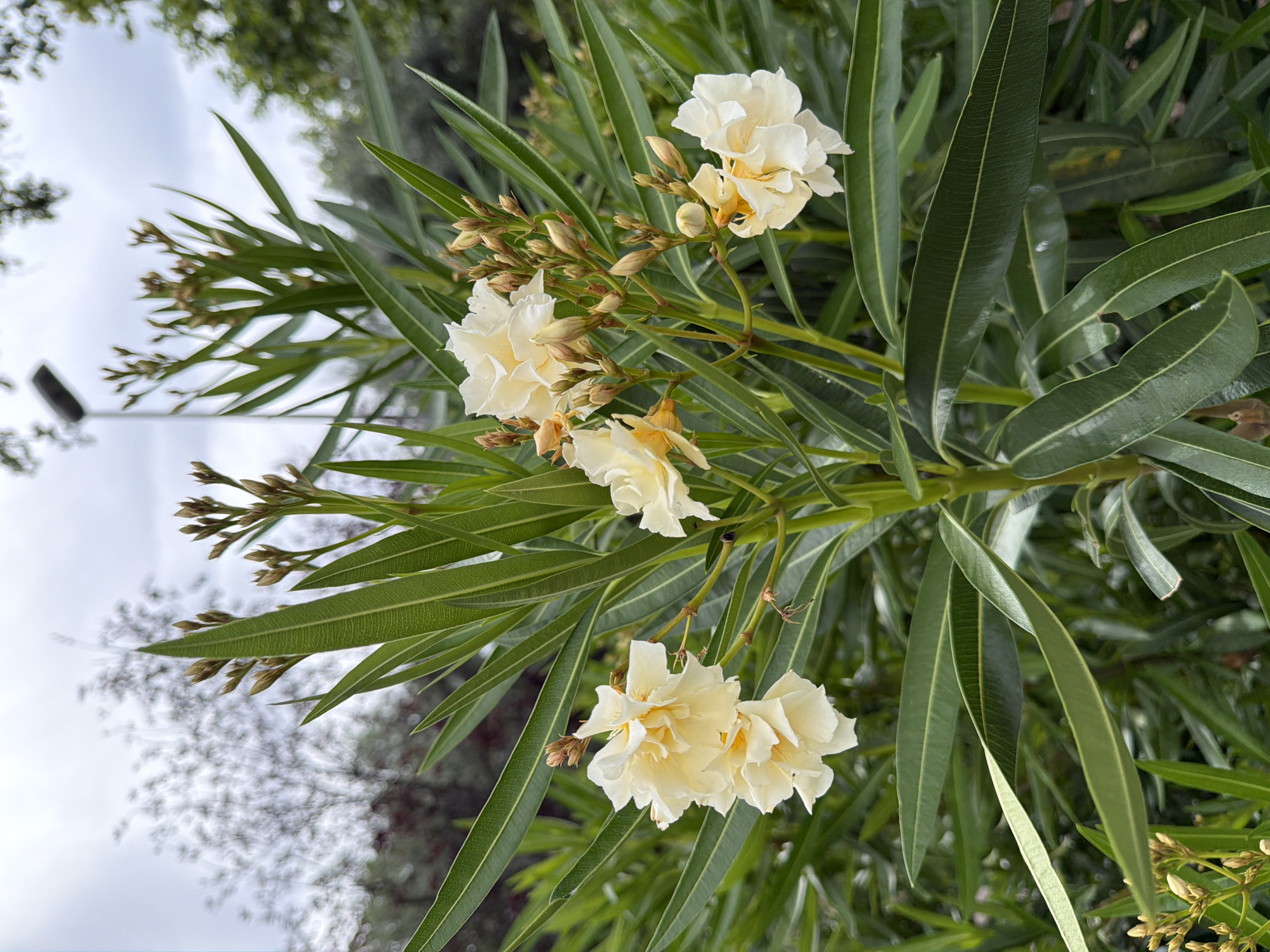 This is a close-up shot of a flowering plant with pale yellow blooms and long, slender green leaves. The flowers have multiple petals and appear to be in clusters. There are also many unopened buds on the branches. The background is blurred, showing a cloudy sky and some distant trees and a lamppost. The lighting suggests it may be an overcast day. The plant is in a natural setting, possibly a park or garden within the city of Unknown, Unknown.