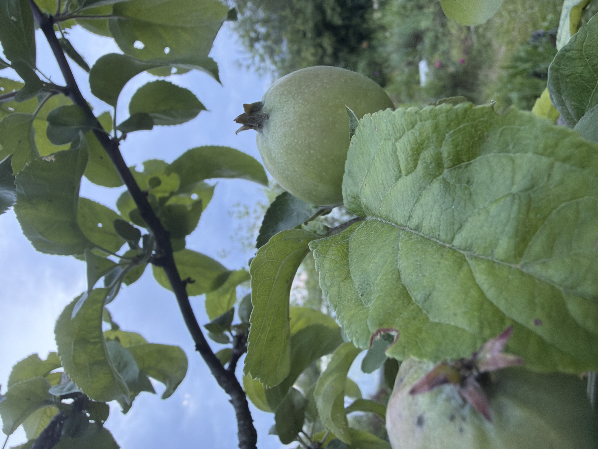 The image shows a close-up view of unripe green apples on a tree branch. The apples are small and round, with a light green hue. Several large, green leaves are prominent in the foreground, some with visible veins and a slightly serrated edge. The branch itself is dark and appears to be woody. In the background, out of focus, is a blur of green foliage and what appears to be a sky with clouds. The overall impression is that of a natural outdoor setting. There are no people or discernible actions depicted. The location in Petukhi, Russia cannot be determined from the visual information provided in the image.