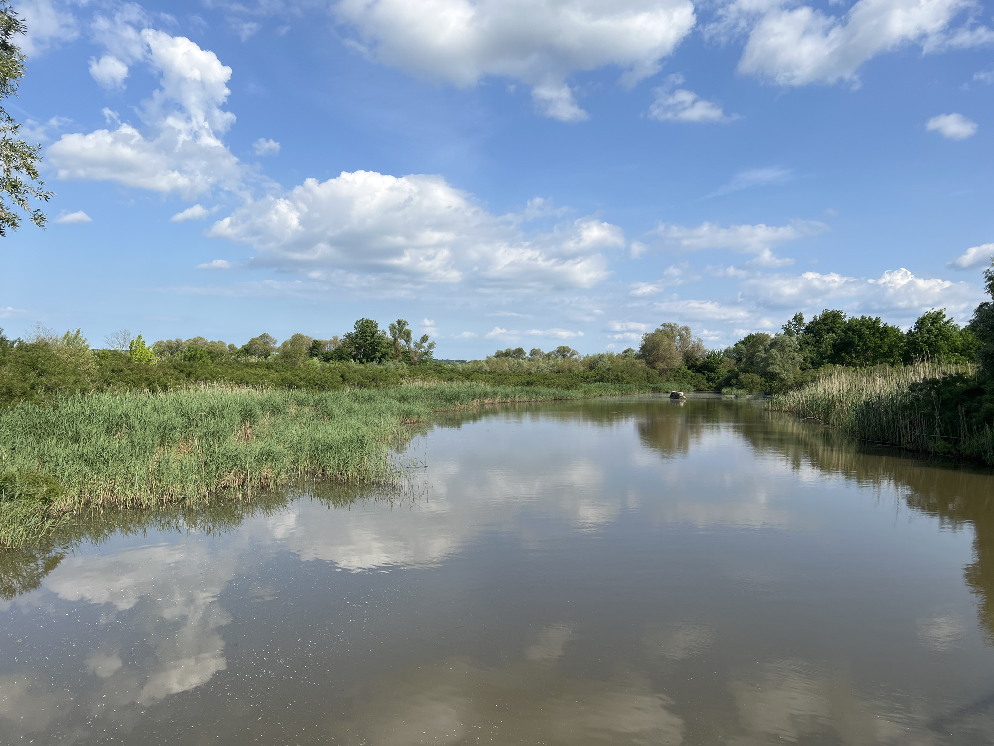The image depicts a waterway, possibly a river or canal, in Prisad, Bulgaria. The water is murky and reflects the sky, which is blue with scattered white clouds. The banks of the waterway are lined with tall grass and reeds, interspersed with trees and shrubs. The vegetation appears dense and unkempt. There are no visible people, animals, or significant objects. The scene suggests a natural or semi-natural environment, potentially located on the outskirts of the town. The light suggests a daytime scene under fair weather conditions.