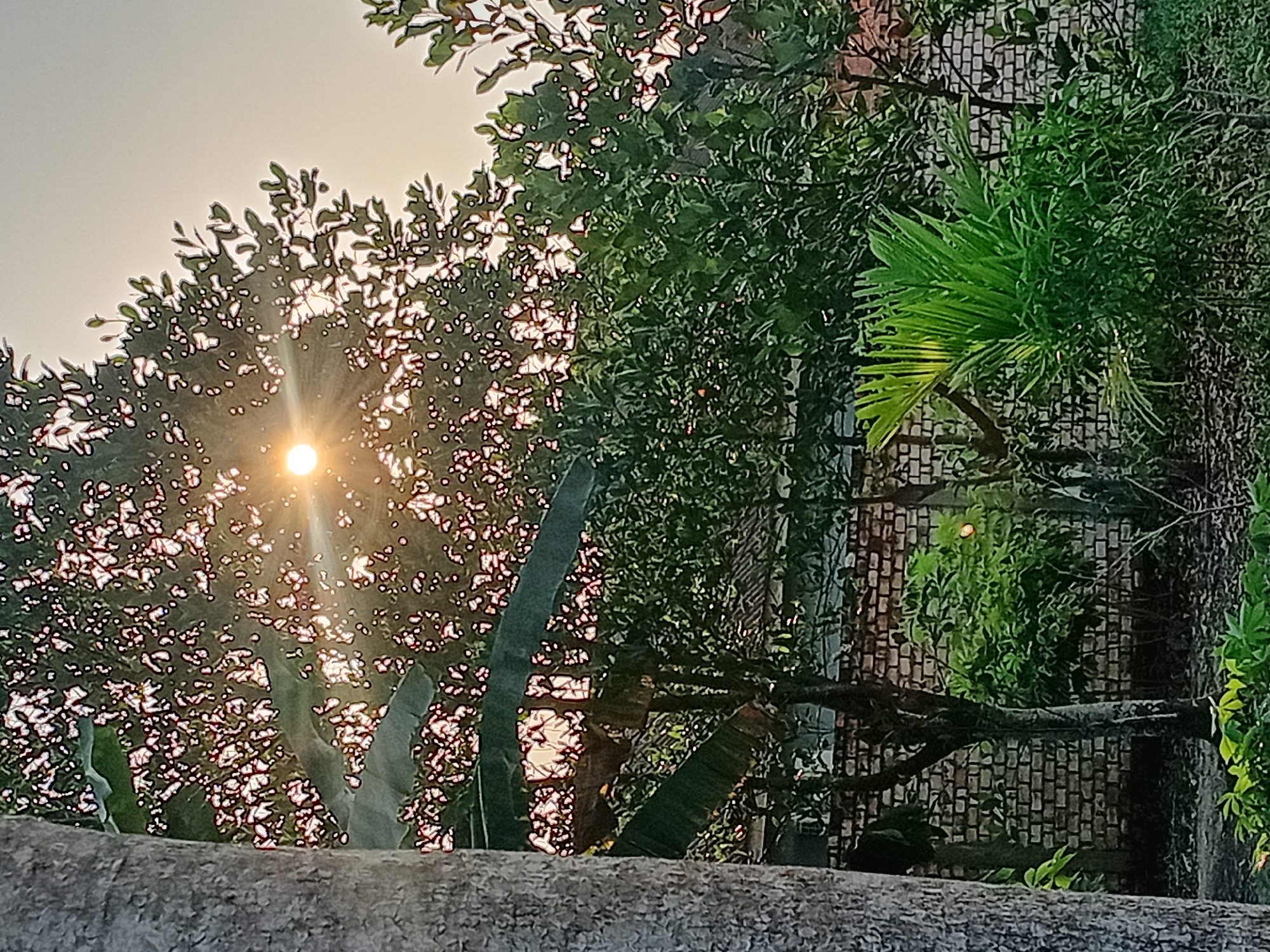The image depicts a lush garden scene with a prominent tree in the foreground, its textured bark visible on the left side. Sunlight filters through the leaves of another tree in the mid-ground, creating a dappled effect and a bright sunburst. Behind the trees, a brick wall is visible, suggesting a boundary or part of a structure. Various types of foliage, including banana leaves and palm fronds, fill the lower portion of the frame, indicating a tropical or subtropical environment. The overall impression is one of a peaceful, natural setting, possibly a backyard or a quiet corner of a residential area.