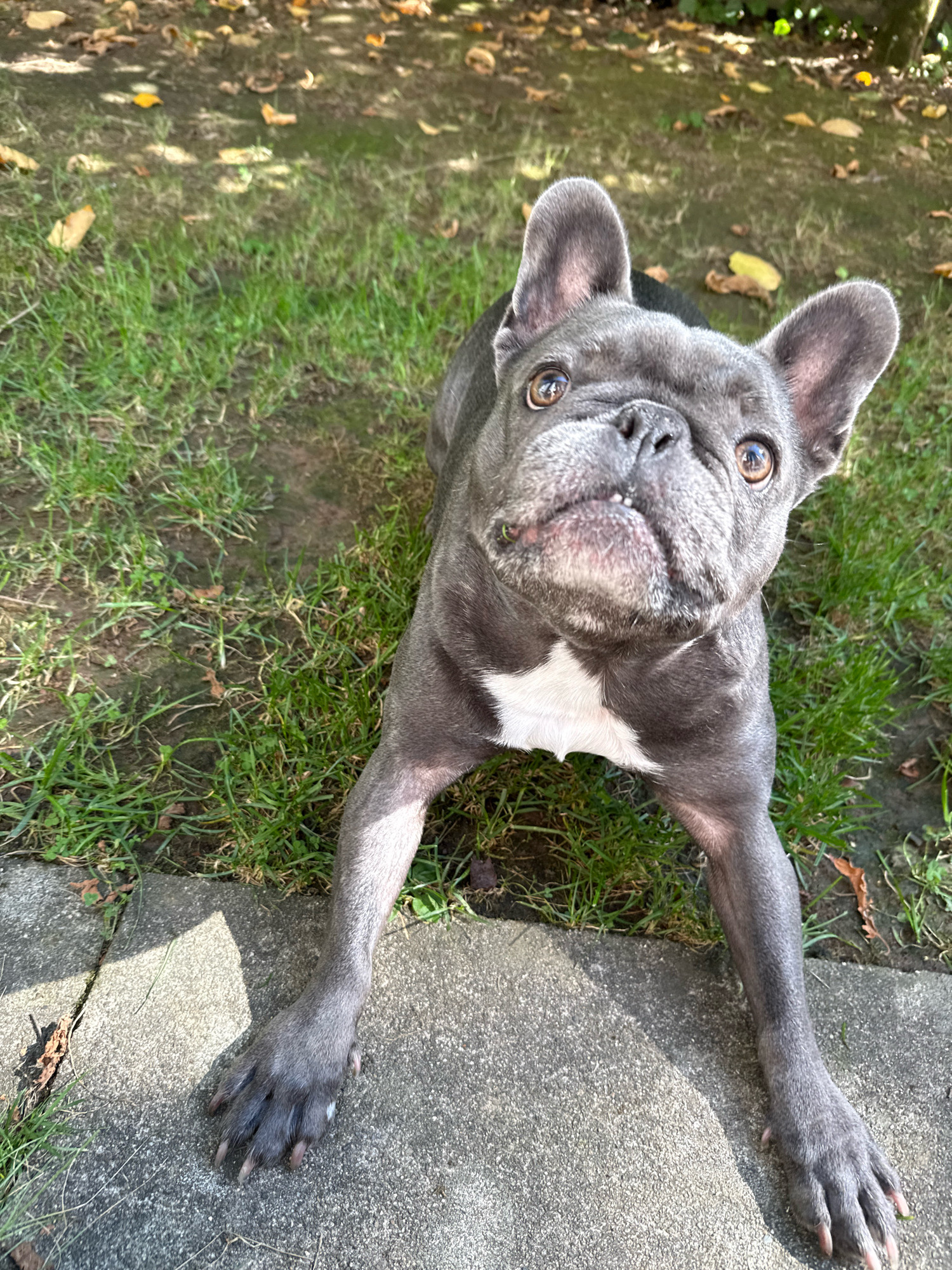A French bulldog lies on its stomach on a concrete pathway next to a patch of grass, looking up towards the camera. The dog is grey with a white chest patch. Its front paws are on the concrete, and its hind legs are partially visible on the grass. The background consists of green grass with fallen brown leaves scattered on the ground. Sunlight casts shadows on the pathway and grass. The scene appears to be an outdoor setting, possibly a garden or park. The location is identified as Bad Sachsa, Germany.