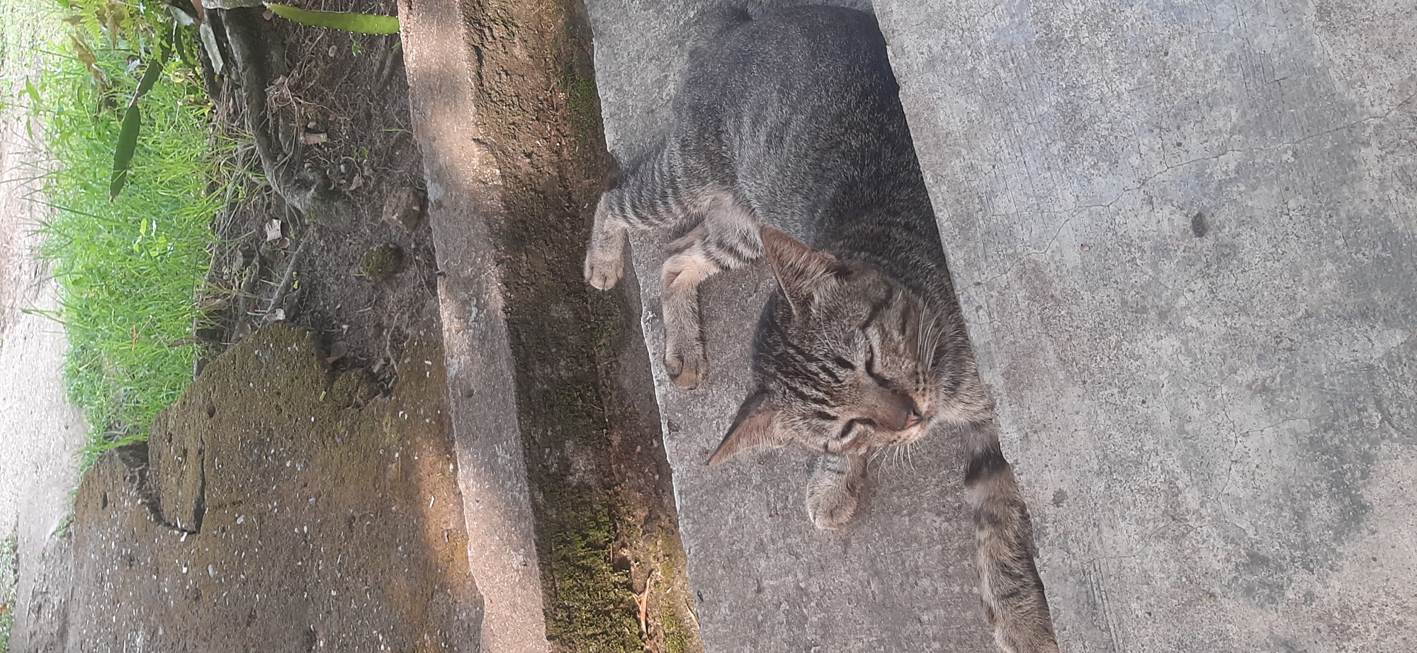 A tabby cat is lying on its side on a concrete surface, possibly steps, in an outdoor environment. The cat has grey and black stripes and appears to be resting or sleeping with its eyes closed. Its legs are spread out in a relaxed posture. The concrete surface shows signs of wear and tear, with some cracks and moss growth in places. In the background, there is green grass and soil, suggesting a natural or garden setting. The overall lighting indicates a sunny day. The location is identified as Jambi City, Indonesia.