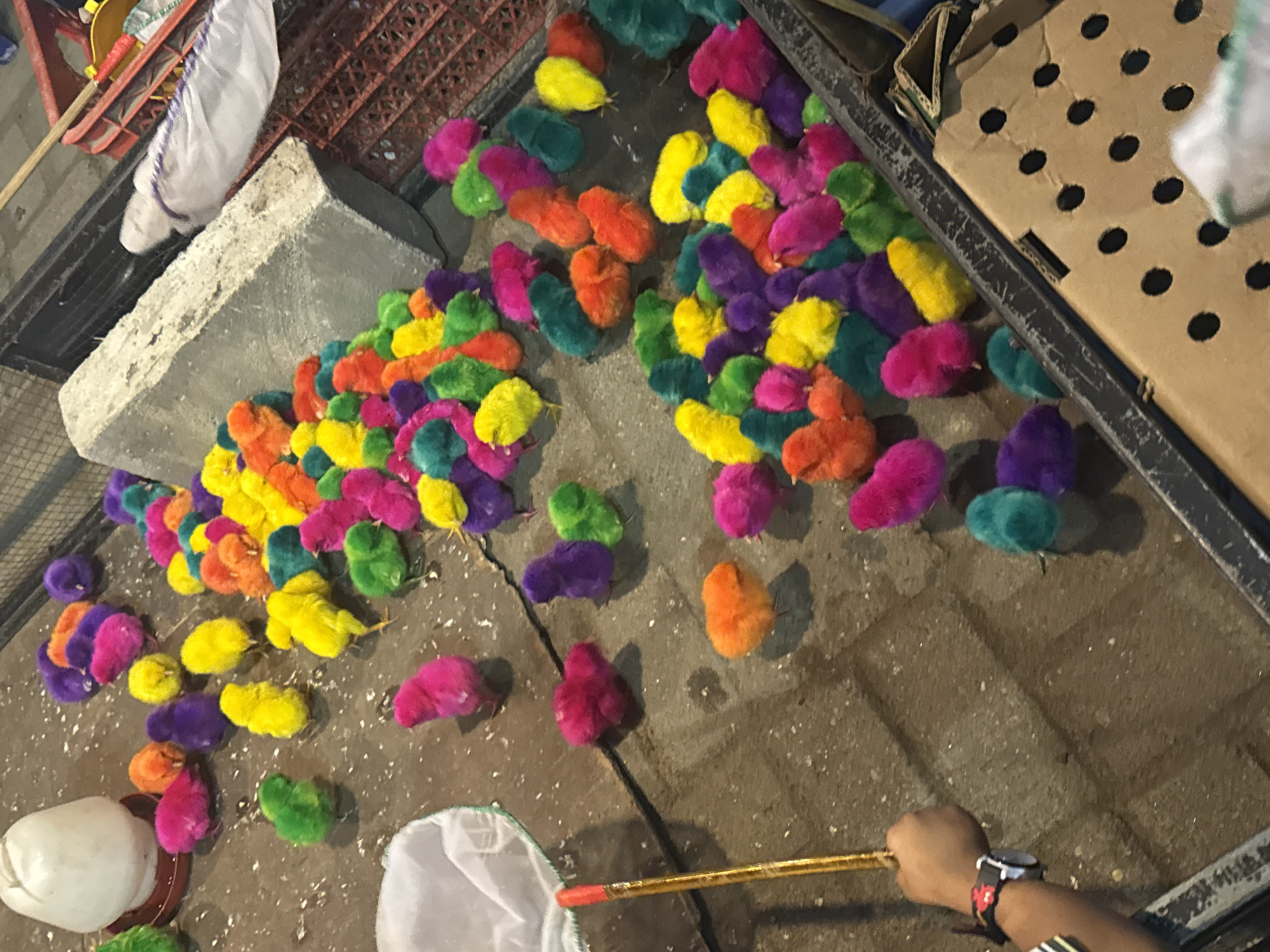 In the city of Lubuk Pakam, Indonesia, a collection of vibrantly dyed baby chicks are scattered across a rough, concrete surface. The chicks, dyed in hues of pink, yellow, purple, orange, and green, are clustered in various groups and individually. Some are near a white feeder, while others are dispersed further across the frame. A white net on a handle, resembling a butterfly net, is visible in the lower left corner, with a hand holding the handle. A red-lidded bin and a red crate are present in the background, suggesting a market or agricultural setting. The lighting appears to be artificial, casting shadows and highlighting the bright colors of the chicks.
