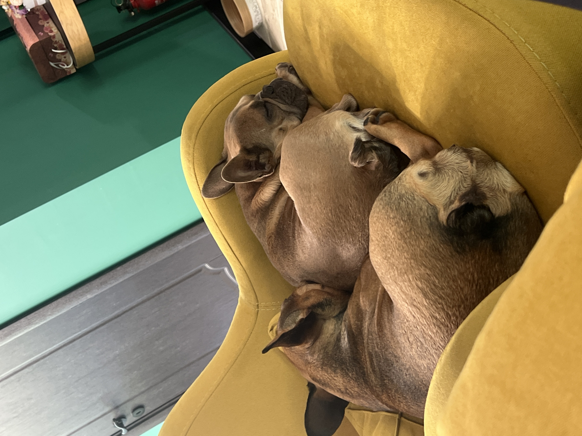 Two brown French bulldogs are sleeping curled up on a yellow upholstered chair. The chair is near a green surface and a gray surface with some hardware. The location is not discernible from the image.