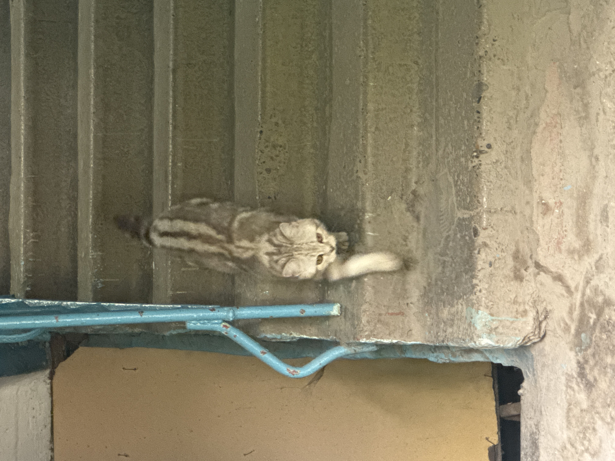 A young, light brown tabby cat with dark stripes walks down a concrete outdoor staircase. The cat has a long, fluffy tail and is walking with its head down, looking towards the camera. The staircase appears to be located in an urban area, possibly in Kemerovo, Russia, given the weathered concrete and the presence of a blue metal railing. The background shows a yellow wall and the ground is covered in dirt and debris. The overall scene suggests a somewhat neglected or utilitarian environment.