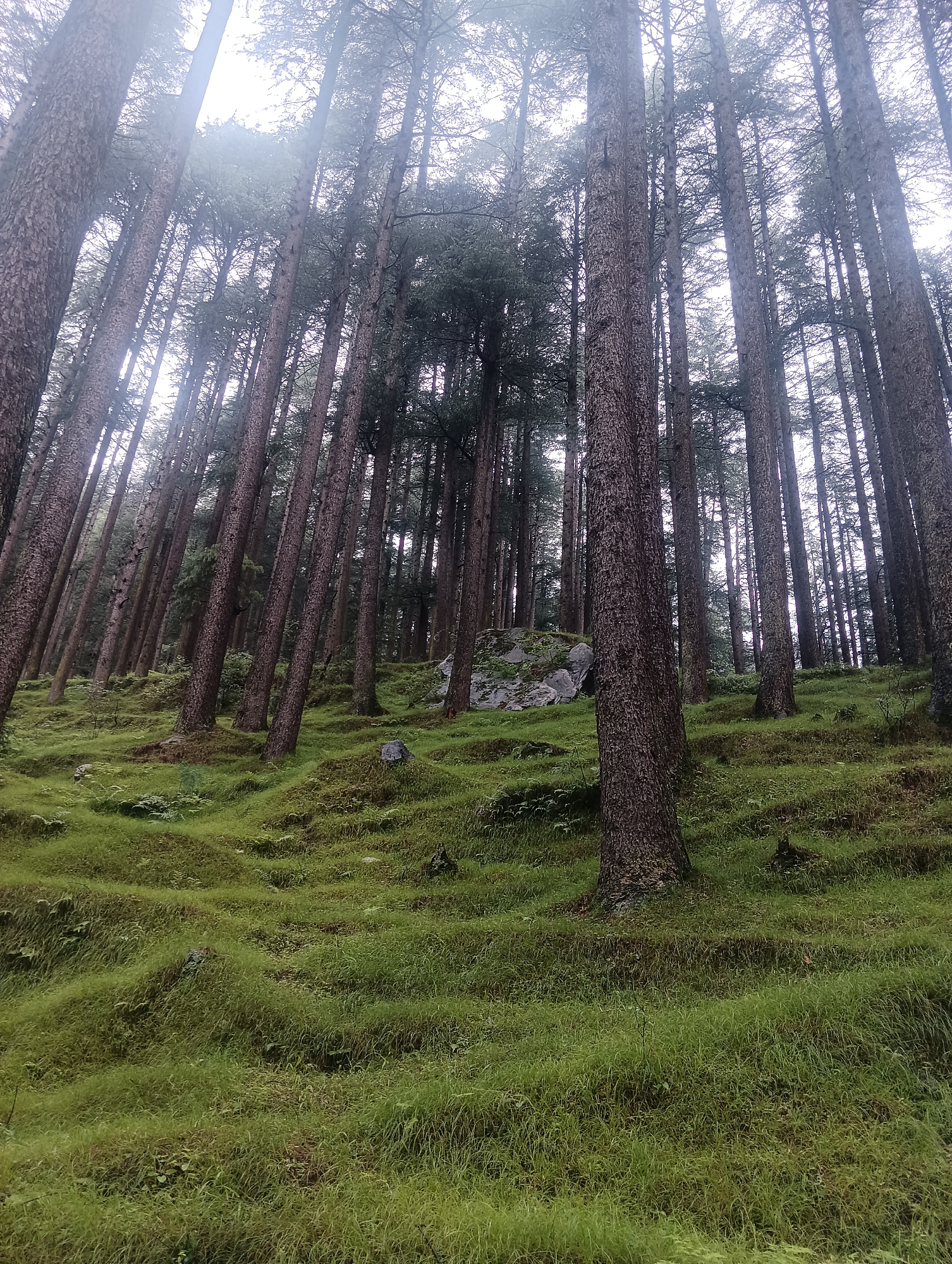 The image depicts a dense pine forest with a lush green, mossy ground cover. The trees are tall and slender, with rough bark, and their trunks stretch upwards towards a hazy, overcast sky. The ground is uneven, with gentle slopes and undulations covered in thick, vibrant green grass and small ferns. Several large, grey rocks are scattered amongst the trees and on the grassy slopes. The scene is peaceful and natural, with no visible people or man-made objects. The lighting is soft and diffused, suggesting a foggy or cloudy day. The location is the village of Chhyal, India.