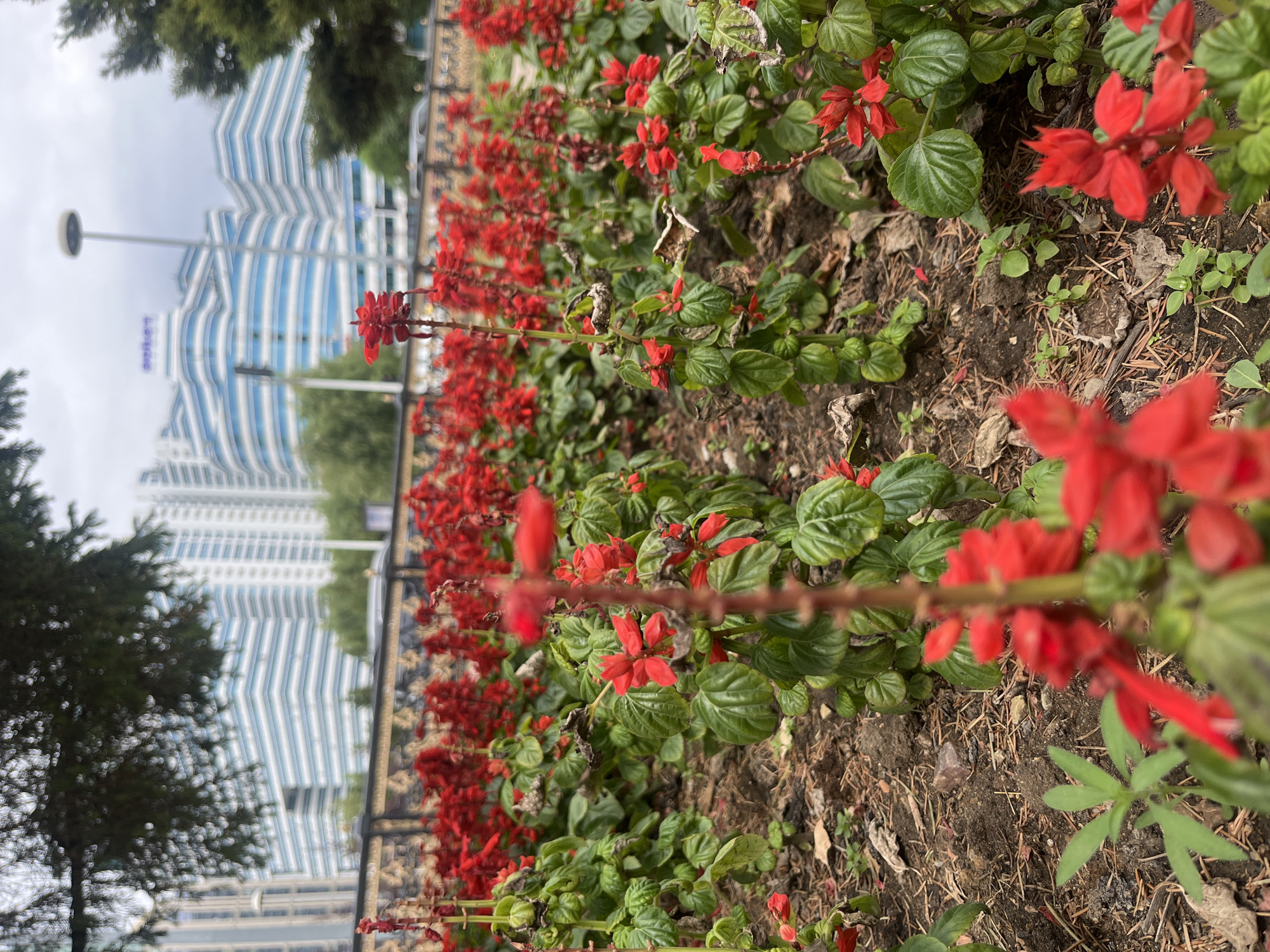 This is a ground-level, eye-level, slightly low-angle, medium shot of a flowerbed filled with vibrant red salvia flowers and green foliage. In the background, a black and gold decorative fence separates the flowerbed from a street scene. Beyond the fence, a modern city skyline is visible, featuring tall, multi-story buildings with distinctive blue and white striped facades. The sky is overcast and light gray. A street lamp with a round light fixture stands near the buildings. The overall setting is an urban environment in Astana, Kazakhstan, likely a park or public space. There are no people or animals visible in the image. The focus is primarily on the flowers in the foreground, with the city skyline serving as a backdrop.