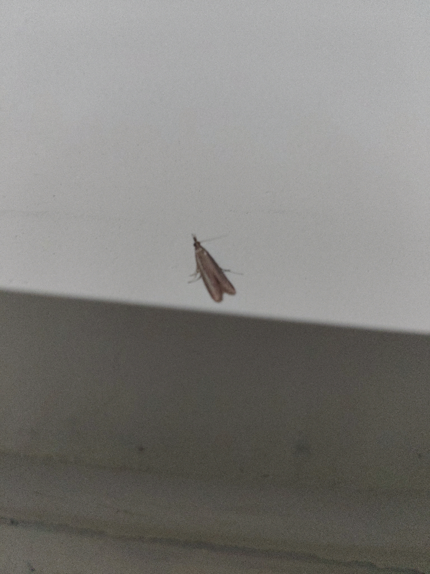 A small, light brown moth is perched on a white, textured surface. The moth is angled slightly, with its wings folded. A shadow casts across the lower portion of the image, indicating a light source from above and to the left. The background is a plain, light gray, suggesting an indoor environment or a shaded outdoor area. No specific location in the city of Frisal, India can be determined from the provided image.