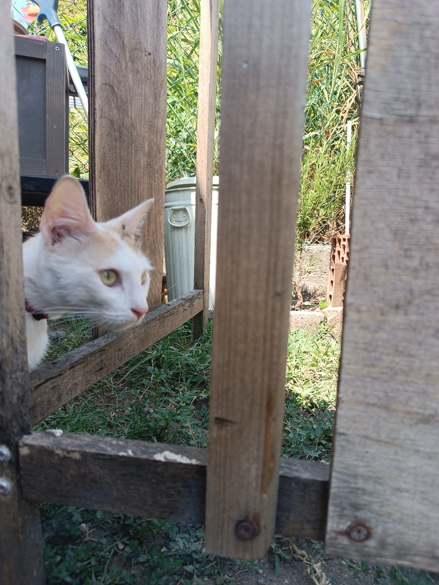 A white and orange cat with green eyes peeks through a gap in a wooden fence. The cat is wearing a red collar. The background shows a grassy area with some plants and a grey trash can. The scene appears to be in a backyard in Viadana, Italy. The lighting suggests it is daytime.