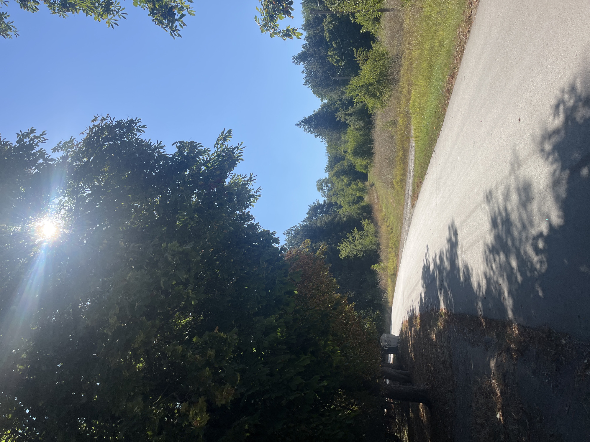 A paved road curves through a sun-dappled rural landscape under a clear blue sky. On the left, a row of trees with dense green foliage lines the side of the road, casting shadows onto the asphalt. A large, light-colored refuse bin is visible near the trees. Beyond the road, the terrain rises gently, covered in dry grass, bushes, and a variety of trees, including conifers. Sunlight streams through the leaves of the trees on the left, creating lens flare in the upper portion of the image. The overall impression is one of a quiet, sunlit day in a natural setting, likely on the outskirts of Targovishte, Bulgaria.