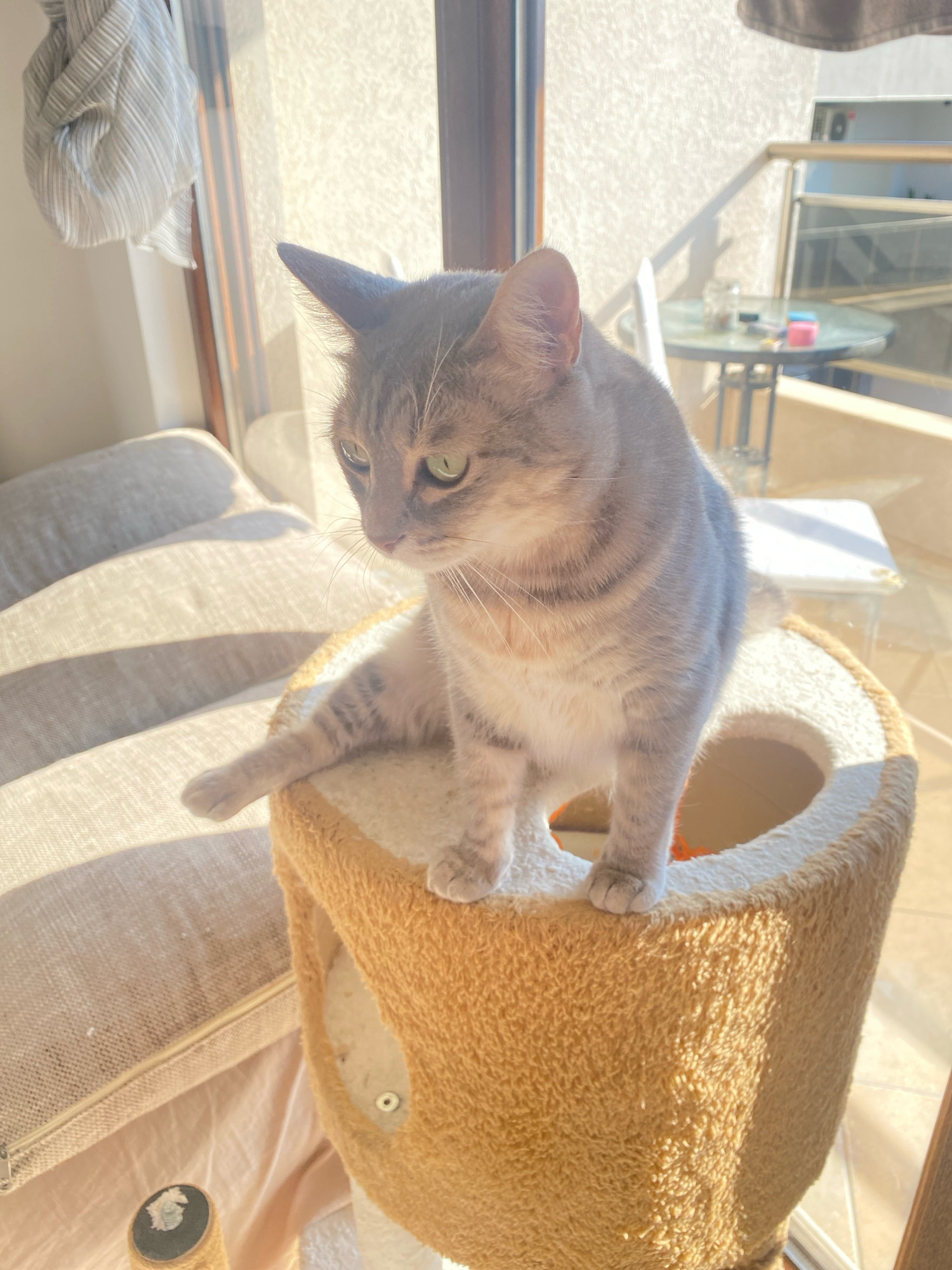 A grey tabby cat with green eyes sits on top of a cylindrical cat tree, positioned in front of a couch. The cat tree is covered in a textured, tan fabric. The background includes a large window with sunlight streaming through, casting shadows on the couch. Outside the window, a balcony with a table and chairs is visible. The scene appears to be indoors, likely in an apartment in Budva, Montenegro.