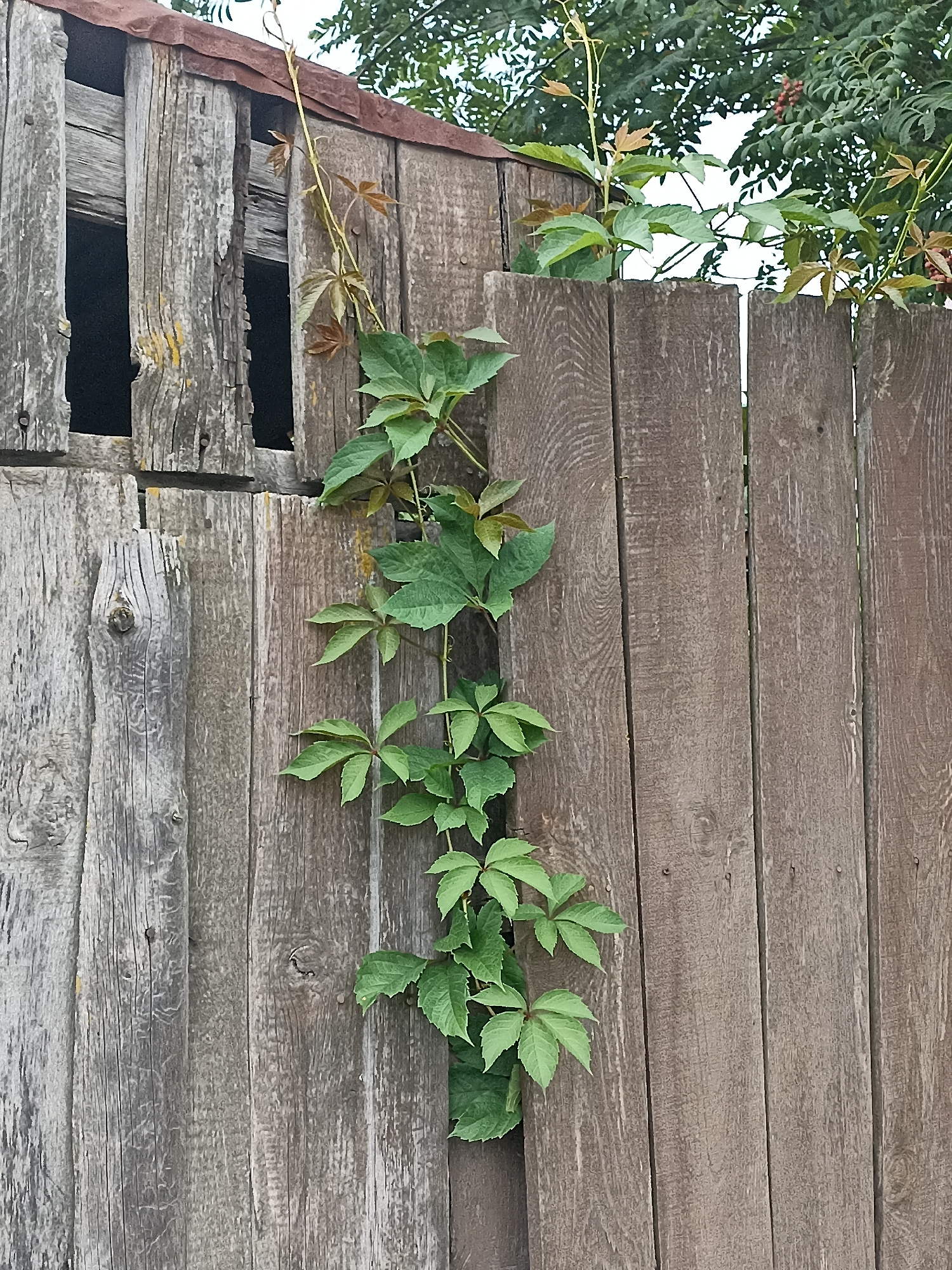 This is a medium shot, eye-level, outdoor, full shot of a weathered wooden fence with vines growing on it. The fence is constructed of vertical wooden planks, some of which are gray and weathered, while others are a darker brown. The planks vary in width and have visible wood grain and knots. In the upper left quadrant, there is an opening in the fence with darker wood behind it. A thin, green vine with five-lobed leaves is climbing vertically along the fence. Some of the leaves are a light green, while others are tinged with red, indicating they may be younger or turning color. In the background, out of focus, are green tree leaves and a cloudy sky. The scene is located in the city of Mochische, Russia, likely a rural or suburban area given the rustic nature of the fence and vegetation.