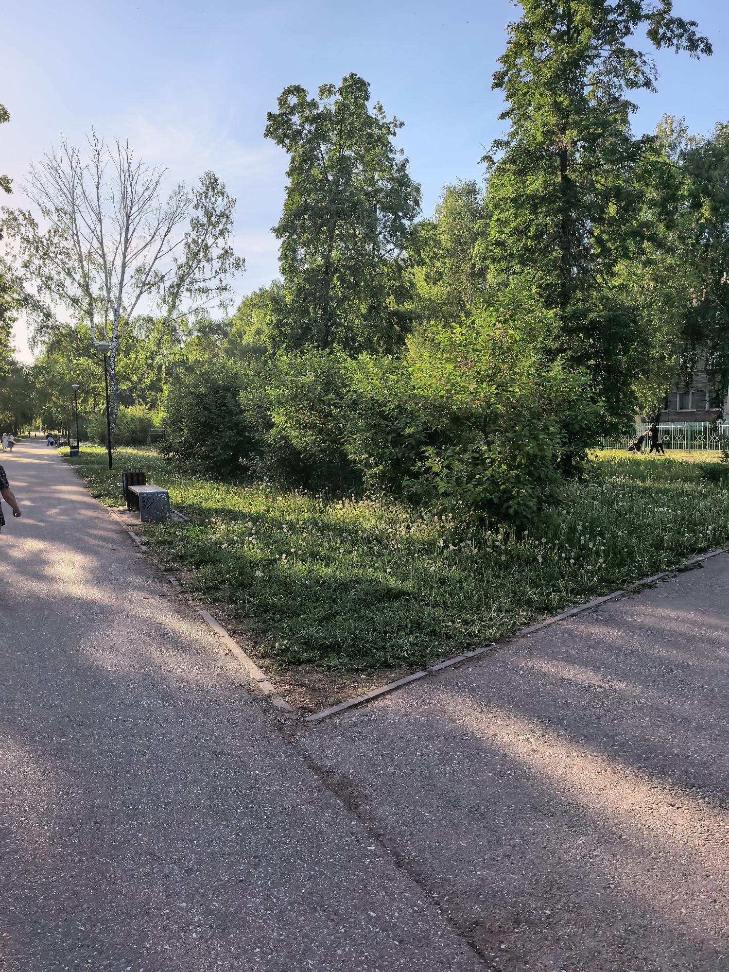The image depicts a park scene in Sterlitamak, Russia. A paved walkway divides into two directions. A person's legs are visible on the left side of the walkway. A park bench and trash receptacle are located near the junction. The park features grass and overgrown vegetation, including dandelions. Trees of various types, including birch and mature deciduous trees, surround the area. A building with a light-colored fence is visible in the background. The lighting suggests late afternoon or early evening.
