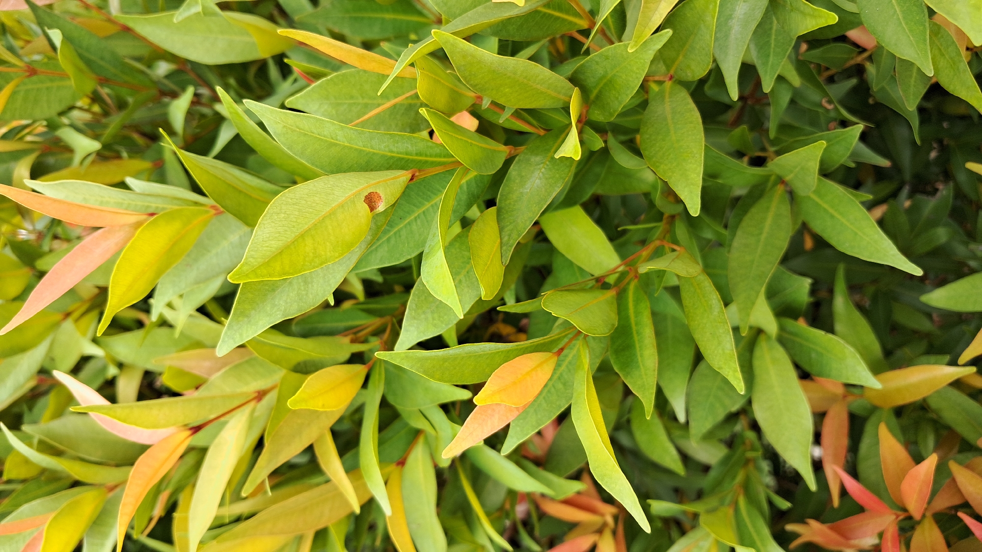 A close-up, overhead photograph captures a dense arrangement of plant foliage, likely a hedge or shrub. The leaves are predominantly green, ranging from bright lime green to a darker, more mature green. Interspersed among the green are numerous younger leaves displaying vibrant hues of yellow, orange, and reddish-orange, indicating new growth. The leaves are elongated with pointed tips and smooth margins. A small, dark brown spot is visible on one of the yellow-green leaves in the upper-left quadrant. The lighting is bright and natural, suggesting it is daytime. The scene is a detail of a plant found in Lhokseumawe, Indonesia. There is no visible text.