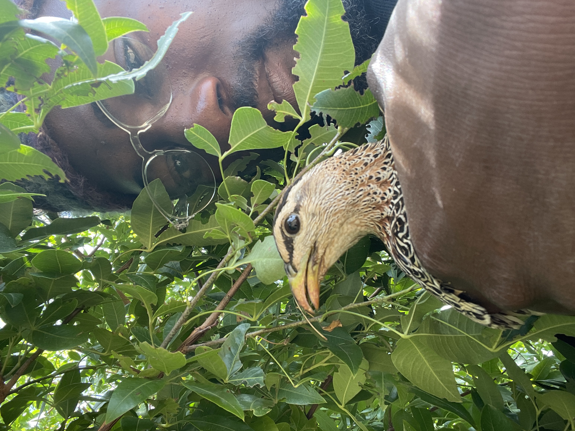 A low-angle, close-up shot shows a person wearing glasses partially obscured by green foliage, leaning towards a brown and tan bird, possibly a quail or similar species, situated amongst the leaves of a tree or bush. The scene is lit naturally, with daylight filtering through the leaves. The location is likely outdoors. There is no indication or information that suggests this photo was taken in Jos, Nigeria.