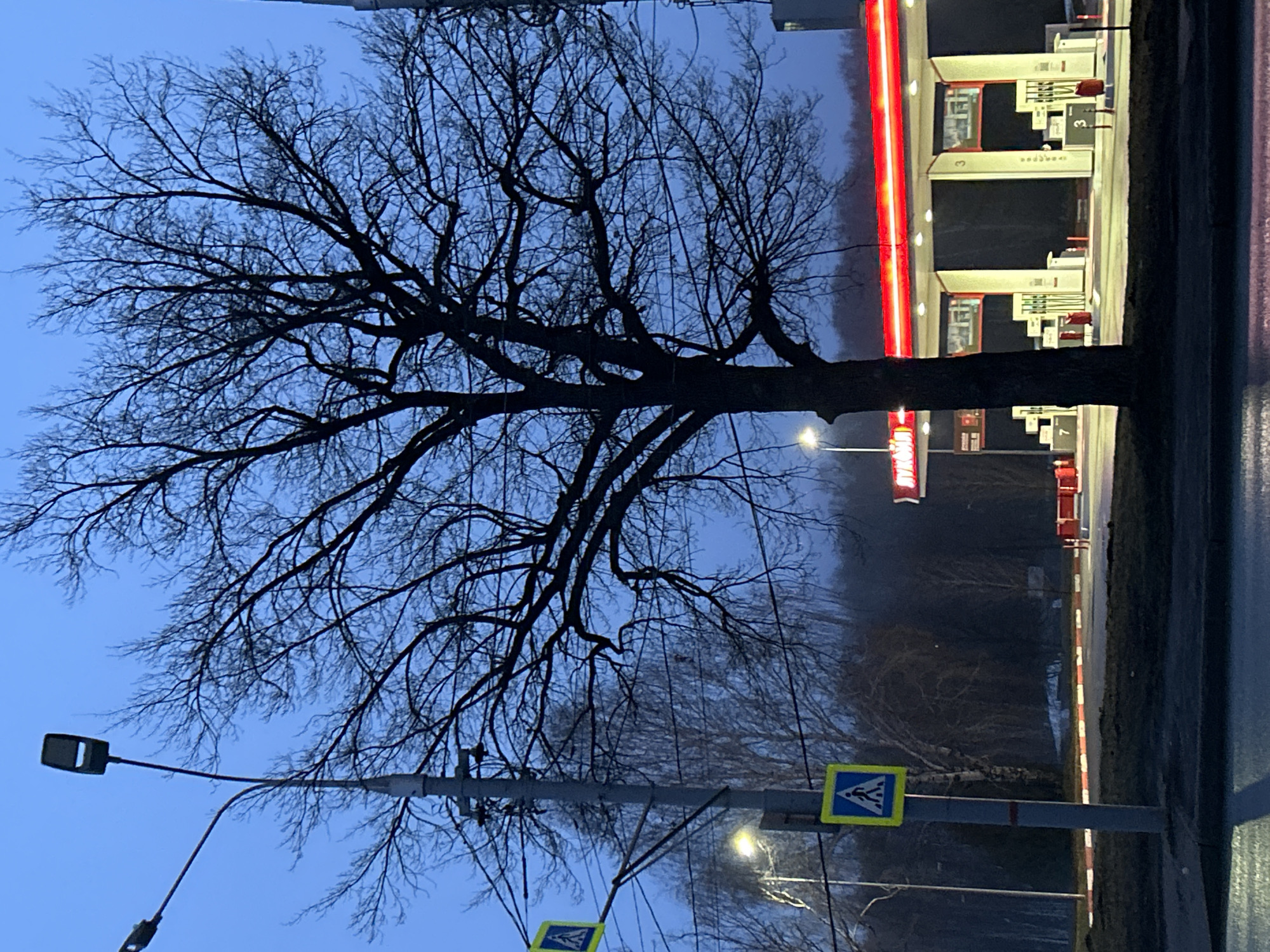The image depicts a street scene in an urban environment, likely in the city of Unknown, Unknown. The sky is a pale blue, suggesting early morning or late evening. A large, bare tree dominates the left side of the frame, its branches silhouetted against the sky. In the background on the right side is a gas station, illuminated with bright red neon lights. Gas pumps are visible under the canopies. The street includes streetlights, utility poles with wires, and pedestrian crossing signs. The asphalt road appears damp. There are no people visible in the image. The overall impression is a quiet, somewhat desolate urban landscape.
