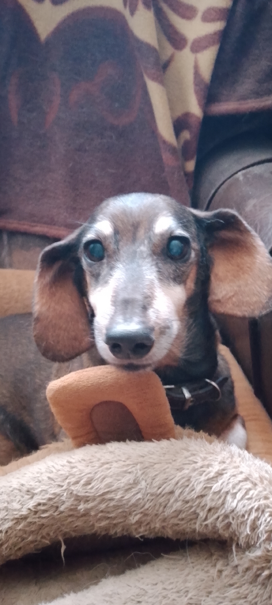 The image is a close-up, eye-level shot of a short-haired dachshund. The dog's head is tilted slightly, and it is looking directly at the camera. Its eyes are wide open, and its ears are flopped down. The dog is lying on a fluffy, light brown blanket, with a darker brown blanket or sofa visible in the background. The dog is wearing a dark collar. The overall lighting is dim, suggesting an indoor setting. There is no discernible indication of the location being in Belgorod, Russia, or any urban environment. The image focuses entirely on the dog and its immediate surroundings.