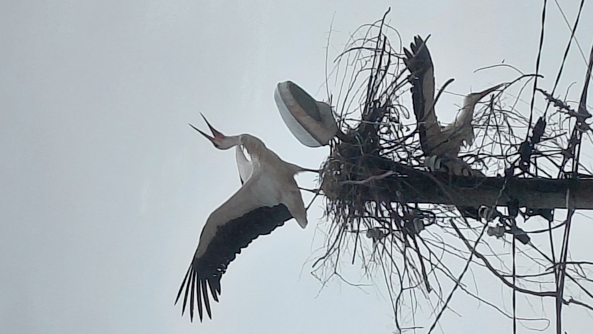 A stork takes flight from a nest built atop a utility pole in an urban location in Unknown, Unknown. The bird has a long red beak and black wing tips. A streetlight is mounted nearby. Power lines surround the pole.