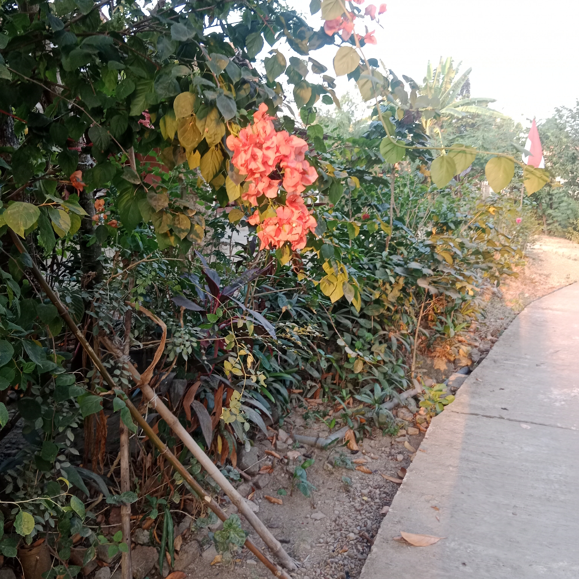 The image depicts a pathway bordering a dense cluster of vegetation, prominently featuring vibrant pink bougainvillea flowers. The pathway appears to be constructed of concrete and curves to the right, disappearing into the background. The vegetation is a mix of green and yellow-tinged leaves, with some reddish-purple foliage interspersed. Several dry, brown branches and stalks are visible among the plants. In the background, more trees and foliage are present, and a small red and white flag is visible on a pole to the right. The scene is illuminated by what appears to be the warm light of either sunrise or sunset. The environment suggests an outdoor setting, possibly a garden or a park in a tropical or subtropical region. The location is identified as Ngringin, Indonesia. No people are visible in the image.
