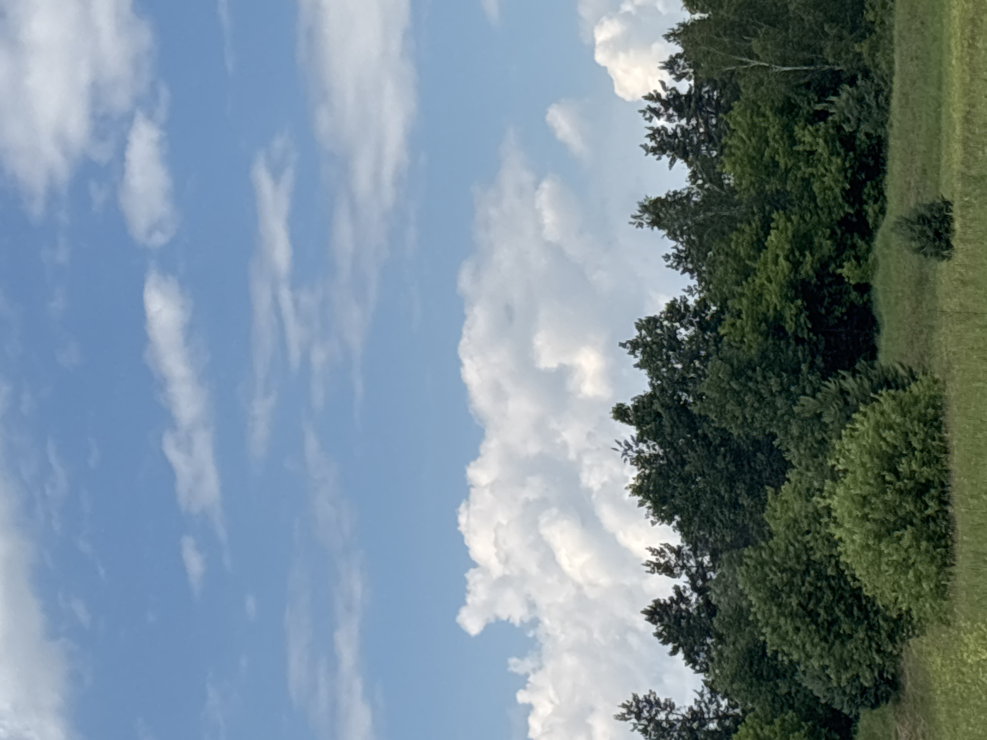 This is a vertical, medium-shot, eye-level outdoor photograph of a forest line against a blue sky with white clouds. The bottom of the image shows a grassy field with a few small bushes and trees. The forest line is dense and filled with various green trees, some of which are taller evergreens, and others are leafy deciduous trees. The sky above is bright blue with scattered fluffy white cumulus clouds. The lighting suggests it is daytime, likely midday or afternoon, with the sun high in the sky. There are no people or man-made structures visible in the image.