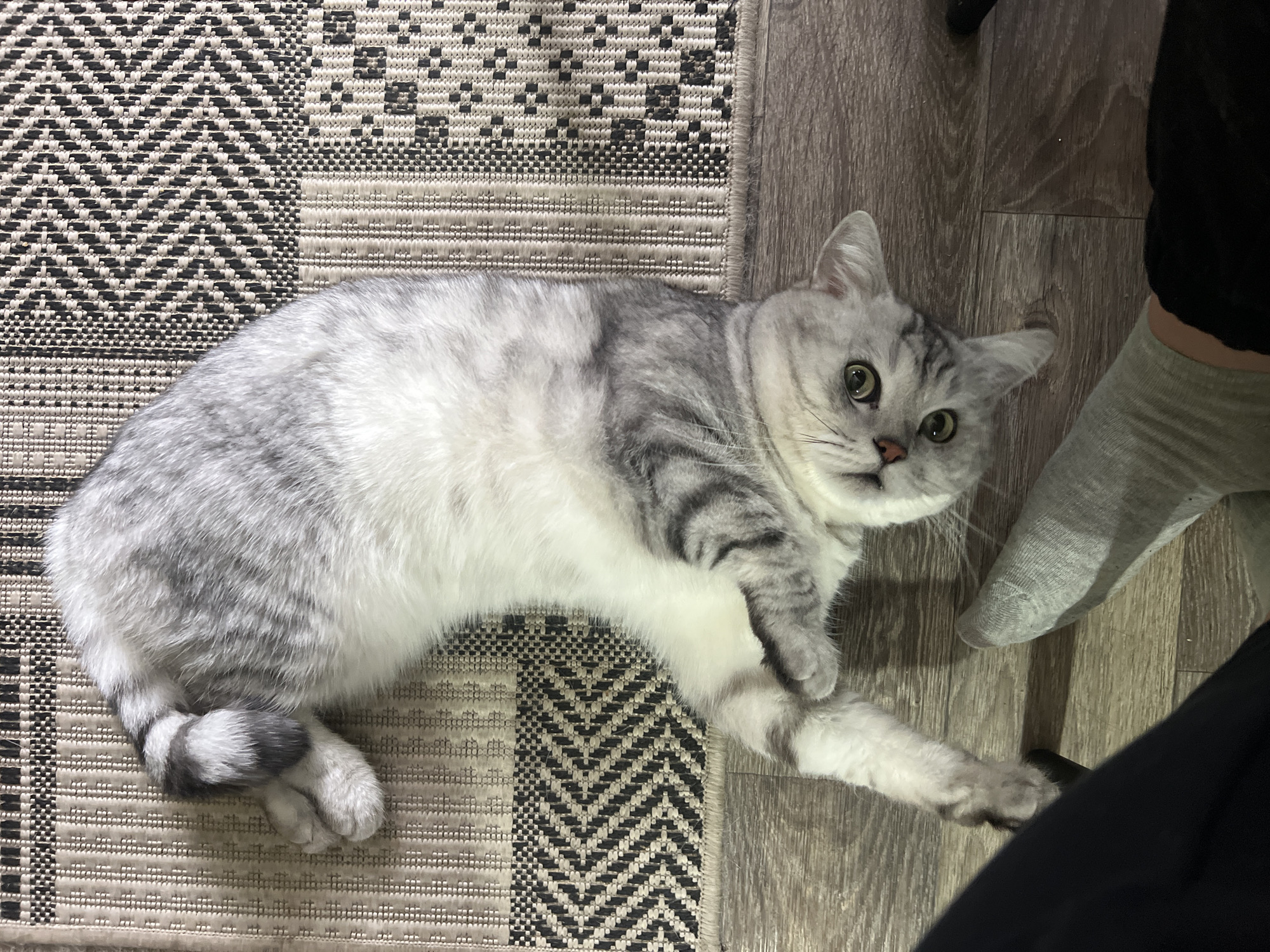 A gray and white tabby cat is lying on a textured rug partially overlaid on a wood-grain floor. The rug features a geometric pattern in black, white, and gray. The cat is lying on its side, with its striped tail curled. A foot clad in a gray sock is partially visible on the right side of the image. The location is Chaikovsky, Russia.