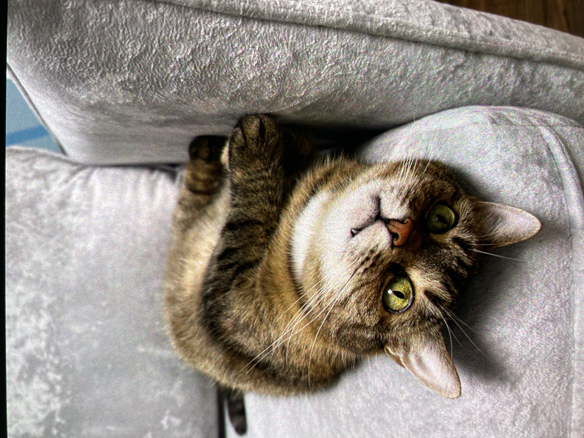A brown tabby cat with green eyes is lying on a grey, textured couch, with its head tilted at an angle, looking upwards. The cat's paws are curled near its head, and it appears relaxed. The background is out of focus.