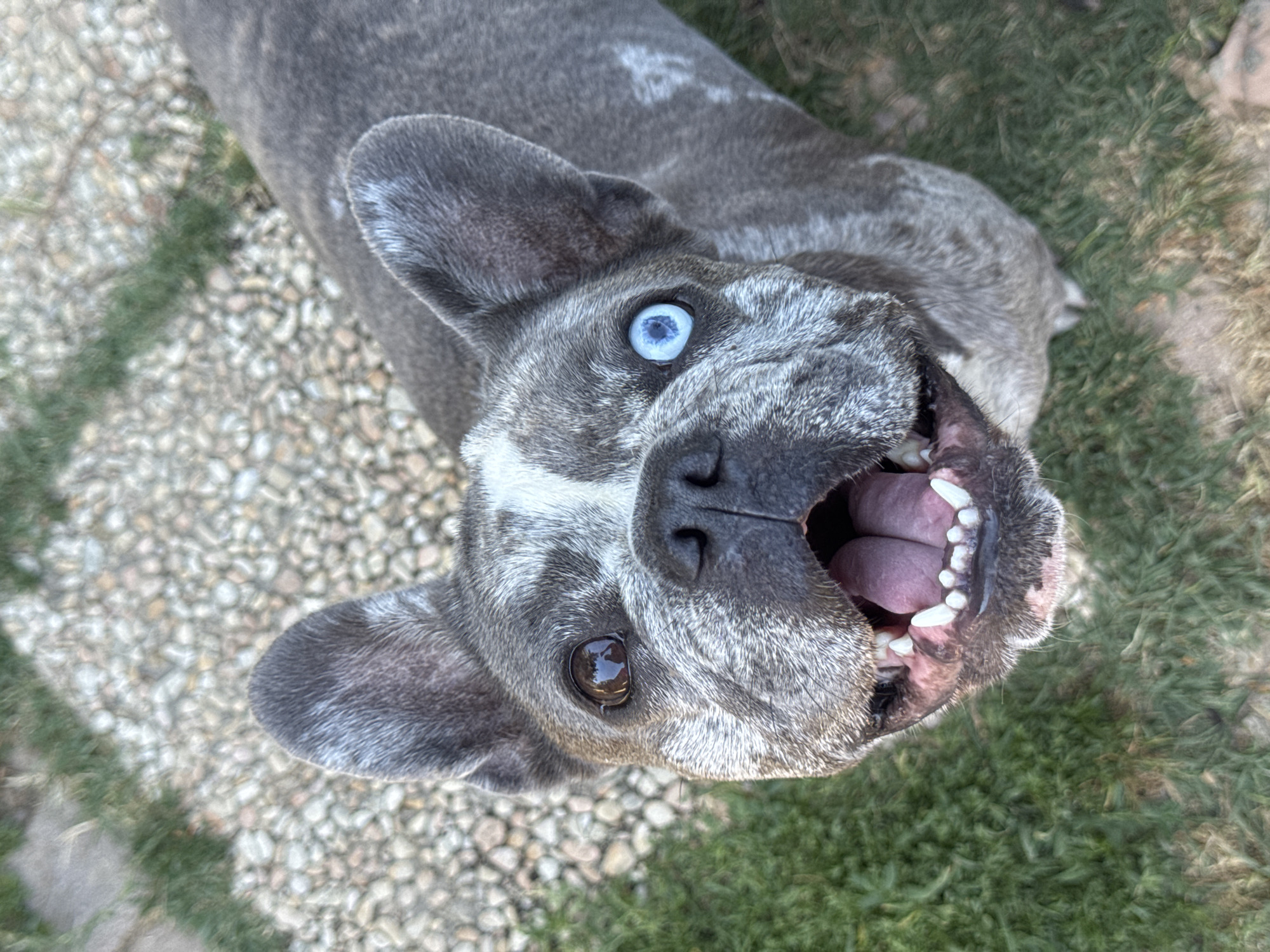 An eye-level, close-up shot captures a French bulldog looking up at the camera with its mouth open and tongue visible. The dog has heterochromia, with one eye being brown and the other blue. Its fur is a gray merle pattern. The background consists of gravel and green grass. The image was taken in San Benedetto del Tronto, Italy.