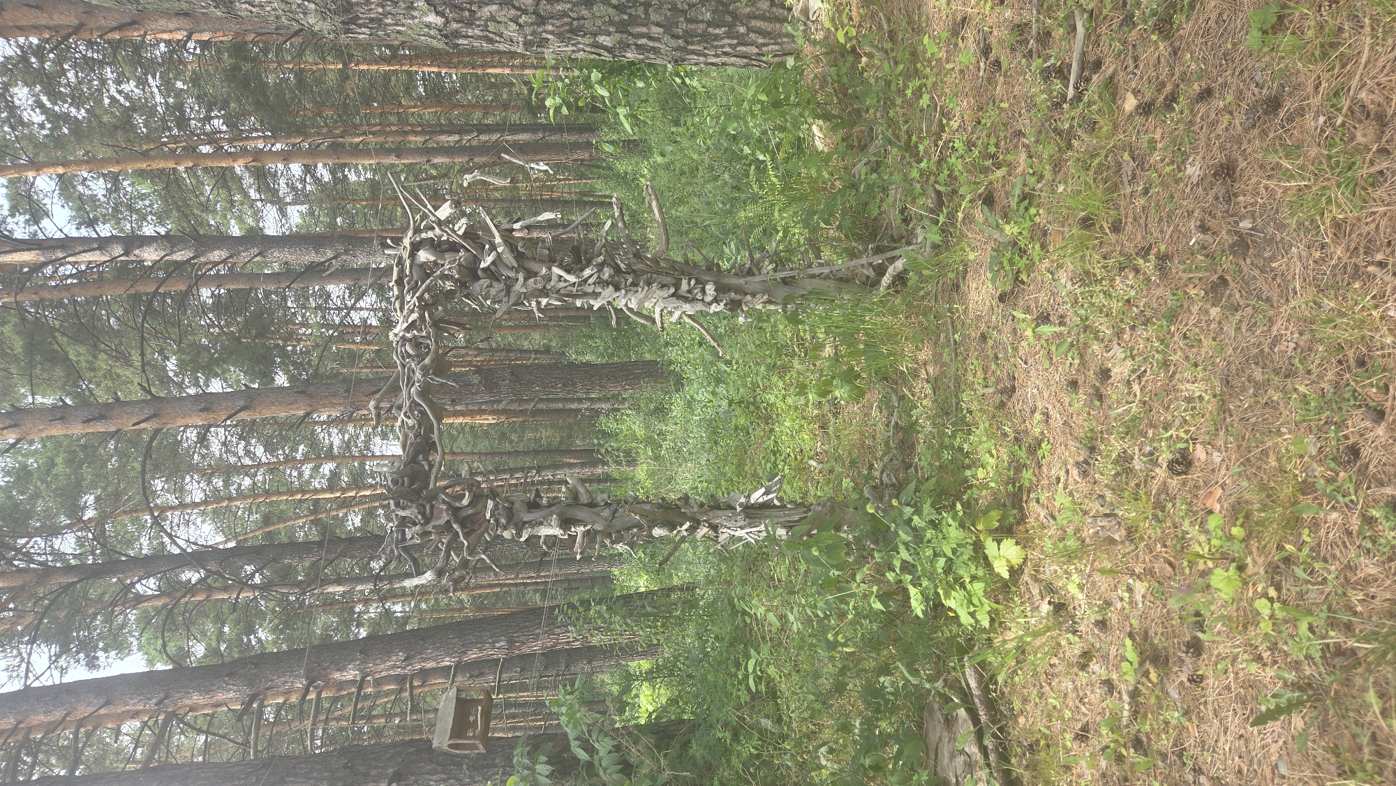 The image depicts a natural outdoor scene in Manzherok, Russia, likely a forest or wooded area. In the center of the frame stands a rustic archway constructed from natural wood, possibly driftwood or dead branches, arranged in an intricate, sculptural manner. The archway has two upright supports and a connecting horizontal piece. Surrounding the archway is lush green vegetation, including grass, smaller plants, and ferns. In the background, tall pine trees dominate the landscape, with their trunks visible and their needles forming a dense canopy. The ground is covered with pine needles and scattered pine cones. To the left of the archway, a simple wooden birdhouse is attached to a tree. The overall atmosphere is tranquil and natural, suggesting a secluded spot within the forest. There are no people or animals visible in the image, and no specific actions or interactions are depicted.