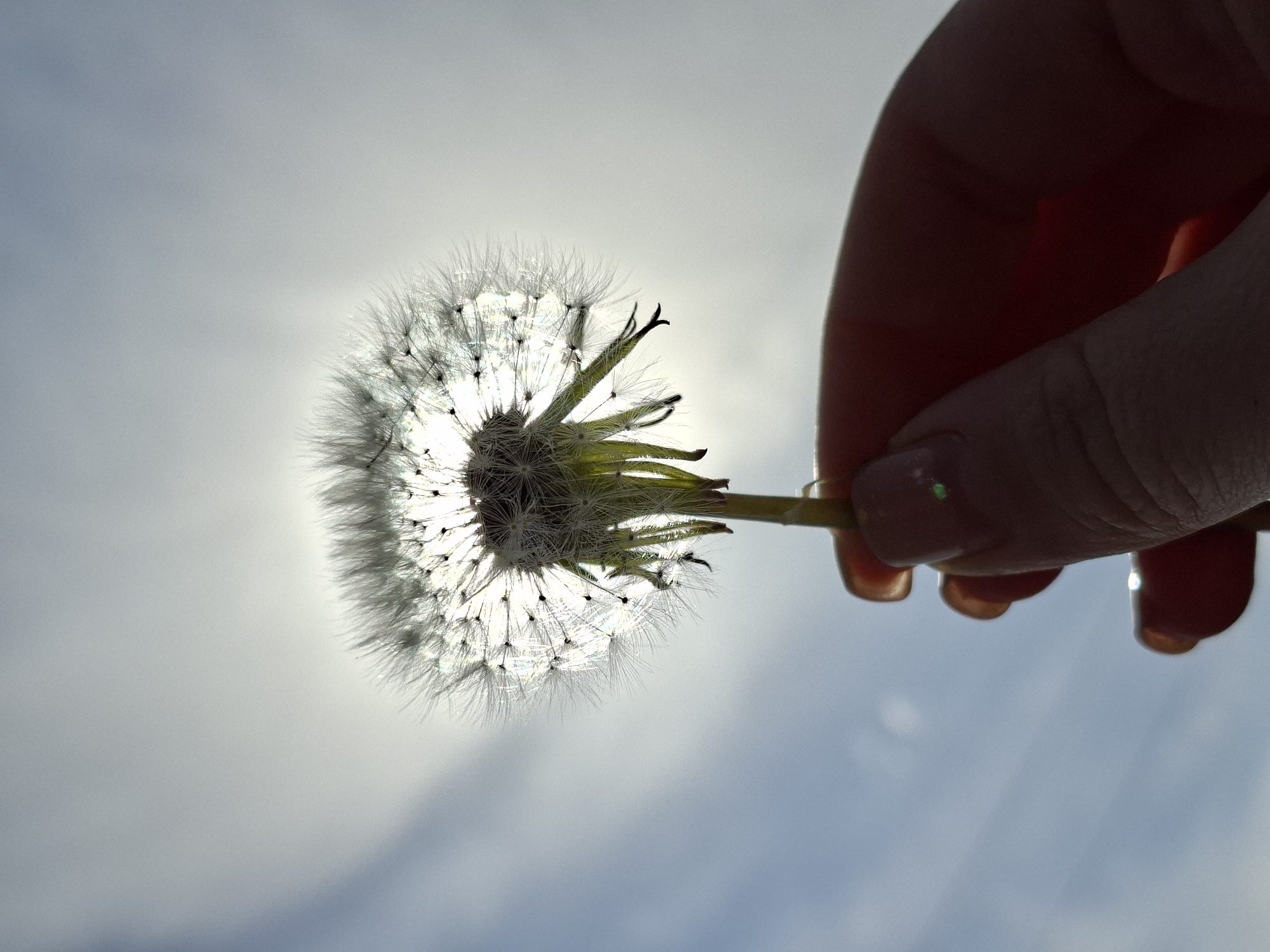 A close-up shot depicts a hand holding a dandelion against a bright sky. The dandelion head is in sharp focus, its delicate seeds radiating outwards. The hand is silhouetted, with the fingers curled around the dandelion stem. The sky is a gradient of pale blue and white, blurred by the bright light.