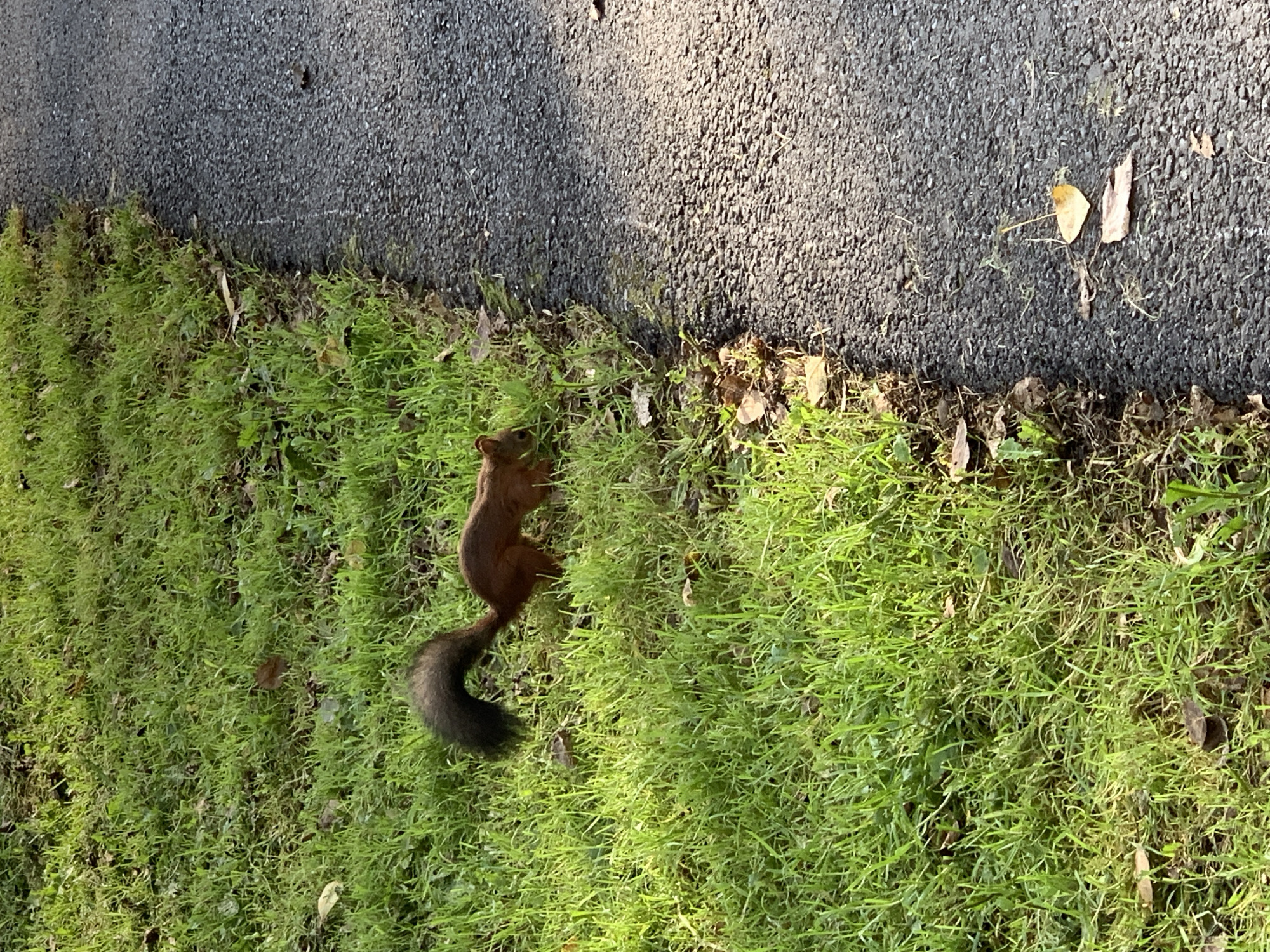 A red squirrel is foraging on a grassy area next to a paved path. The squirrel is brown with a bushy tail and is facing towards the right side of the image. The grass is green and appears to be well-maintained. There are a few fallen leaves scattered on the grass and the path. The paved path is dark gray and has a rough texture. The scene appears to be outdoors in a park or a similar natural setting. The lighting suggests it is daytime, with sunlight illuminating the grass and casting shadows. There are no people visible in the image. The location is identified as Prokopyevsk, Russia.