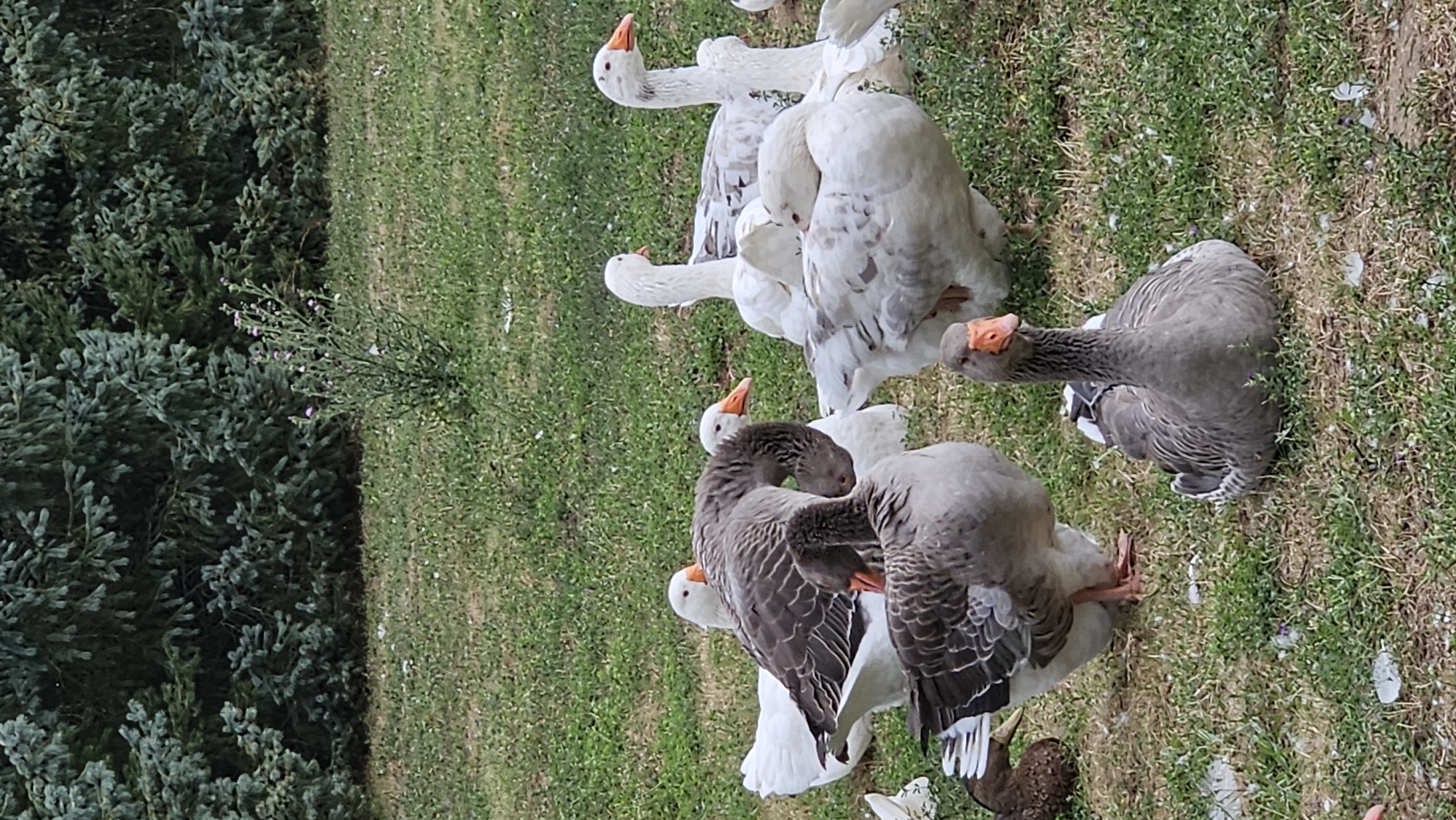 A flock of geese, both white and grey, are gathered on a grassy area in front of a dense evergreen tree line. Some geese are standing, while others are sitting or resting on the ground. In the background, a small flowering bush with purple buds is visible. The ground is covered in green grass with scattered white petals and some bare patches. The overall setting appears to be a rural or park-like environment. The location in Prešov, Slovakia cannot be determined from the image.