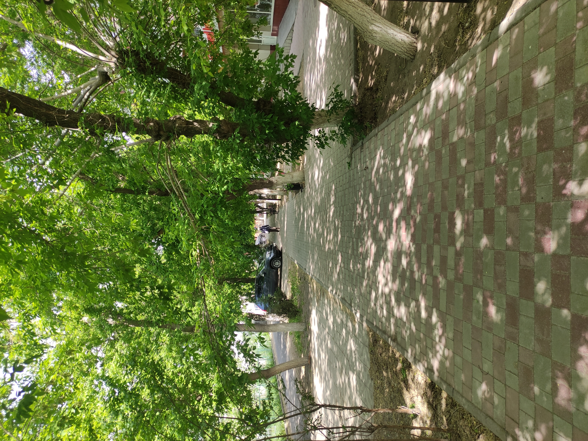 The image depicts a tree-lined sidewalk in Pavlodar, Kazakhstan. The sidewalk is paved with light gray and red rectangular blocks arranged in a checkered pattern, dappled with shadows from the trees. A row of mature trees with green leaves lines the left side of the sidewalk, extending into the distance. Further down the sidewalk, a dark-colored car is parked on the side. Two pedestrians are visible in the distance, walking away from the viewer. A building with a red stripe at the top appears on the far right. Some thin branches are visible in the lower left corner.