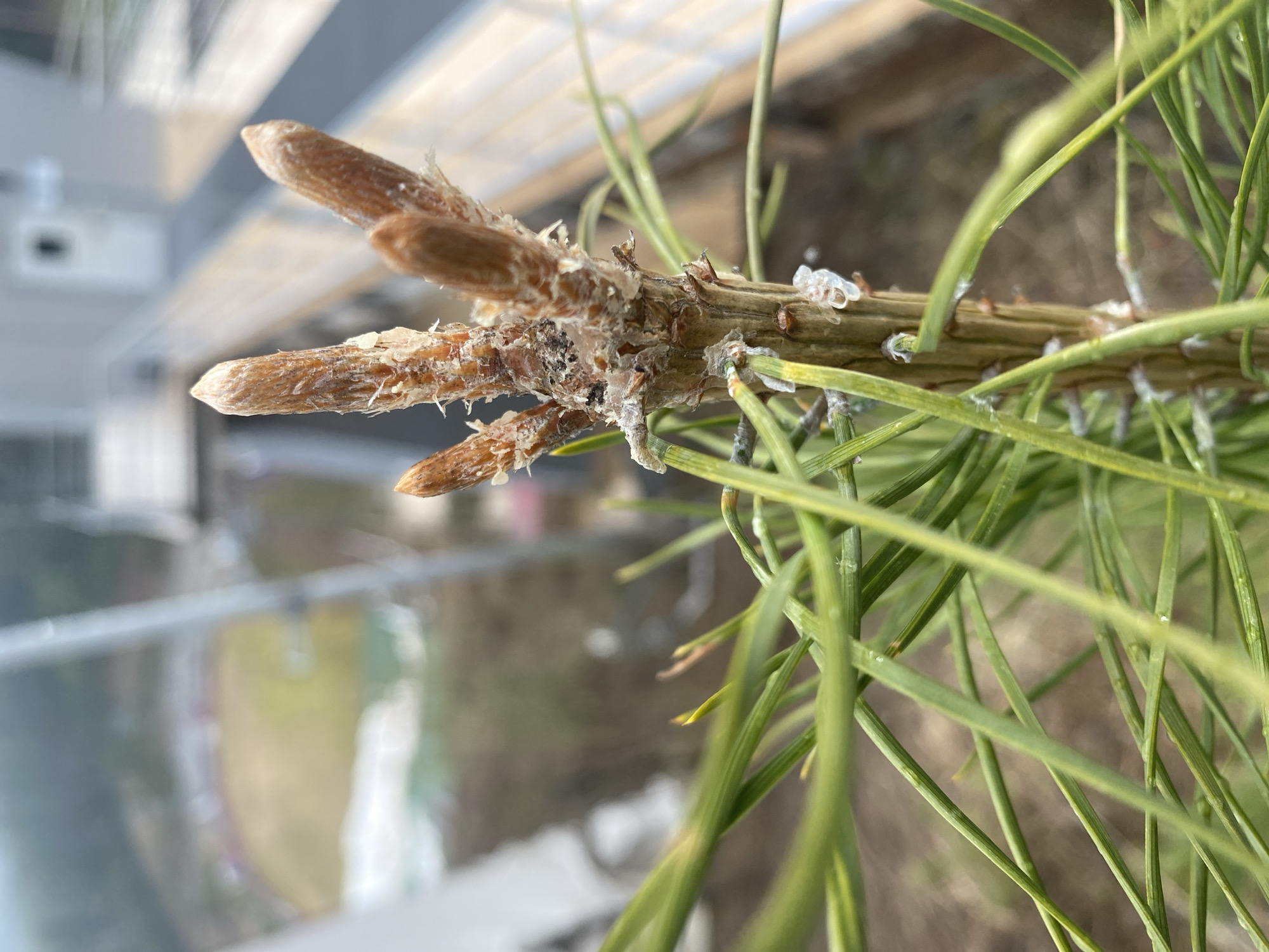 The image shows a close-up of a pine tree branch with several brown buds at its tip. The branch and needles are afflicted with what appears to be an infestation, possibly scale insects, as evidenced by the small, white, waxy deposits scattered along the branch and base of the needles. The background is blurred, revealing a building exterior and what appears to be a distant green space. The location is Priikamsky, Russia.