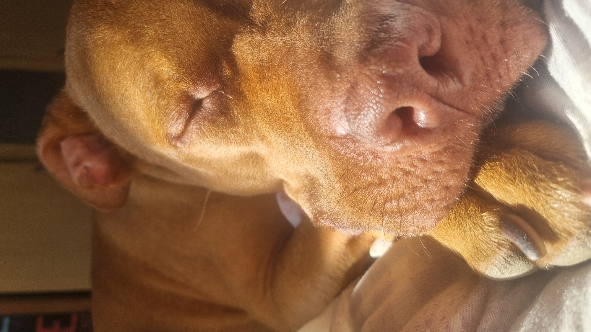 A close-up shot of a dog's face. The dog has a pink nose, and its fur is light brown. One paw is visible with a nail. The background is blurred and appears to be a white or light-colored sheet or fabric. The location is Unknown, Unknown.