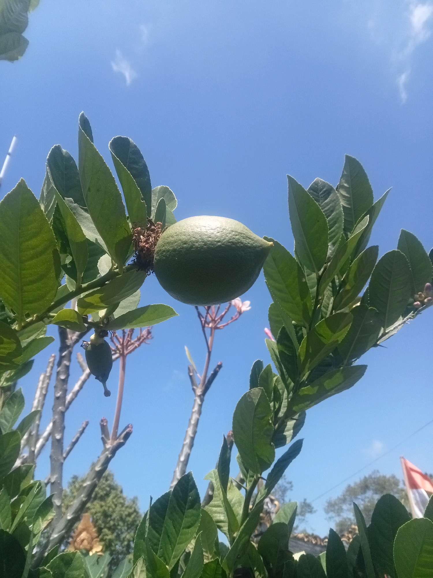 A low-angle medium shot captures a ripening lemon on a branch, set against a bright, clear blue sky. The lemon is round and green, hanging prominently in the center of the frame, partially obscured by lush green leaves. Below the main lemon, a smaller, immature lemon is visible on a thinner stem. The background is a vibrant expanse of sky with a few wispy white clouds. The overall impression is one of natural growth and sunlight.