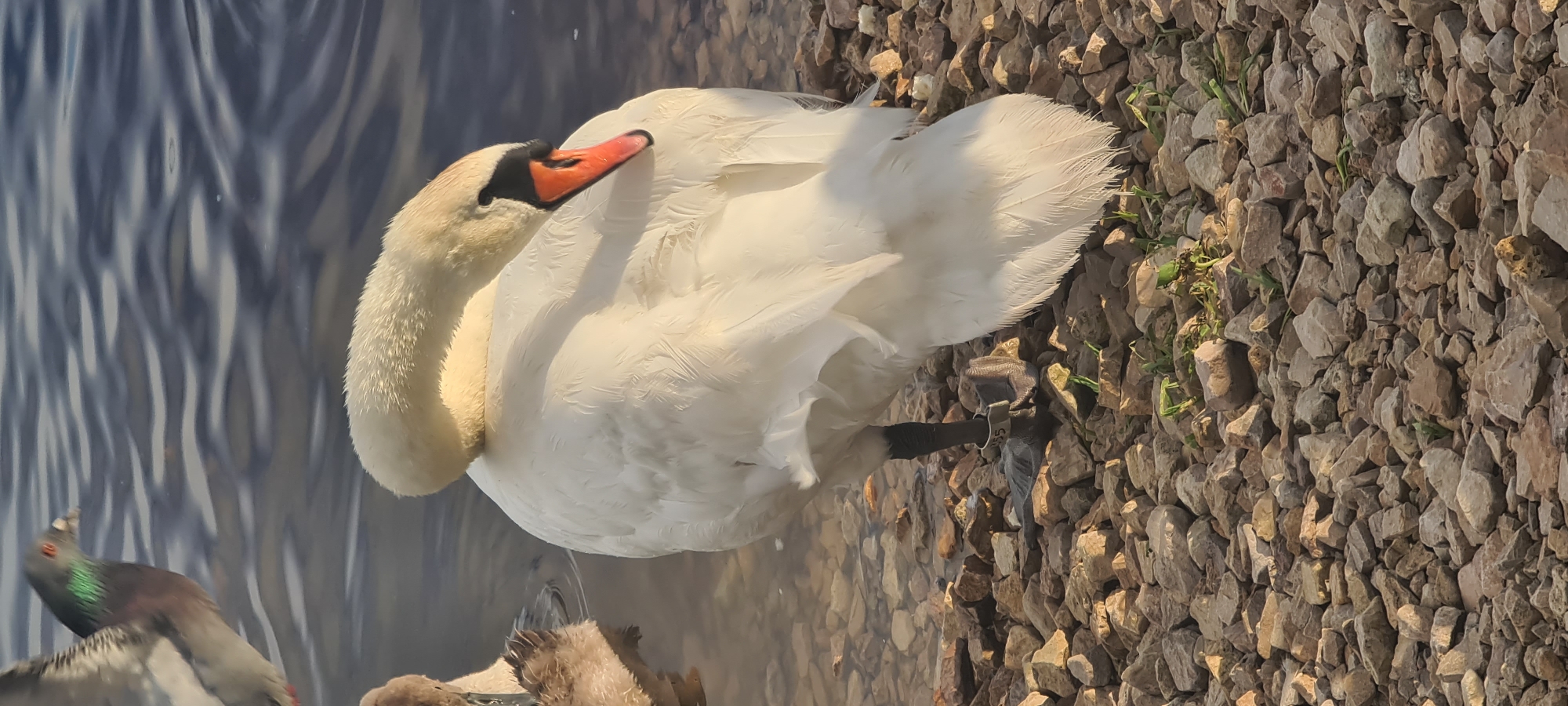 A swan, with its head tucked into its back, stands on a rocky shore next to rippling water. The swan's plumage is a bright white, and its beak is a vibrant orange with a black tip. A pigeon, with iridescent green and purple feathers, is visible in the upper left corner of the image, with its wings slightly outstretched. The foreground consists of a bed of small, rough stones and sparse green vegetation. The background is dominated by the dark, reflective surface of the water. The lighting suggests it is either early morning or late afternoon, casting a warm glow on the scene. The location is not identifiable as Riga, Latvia from the image.