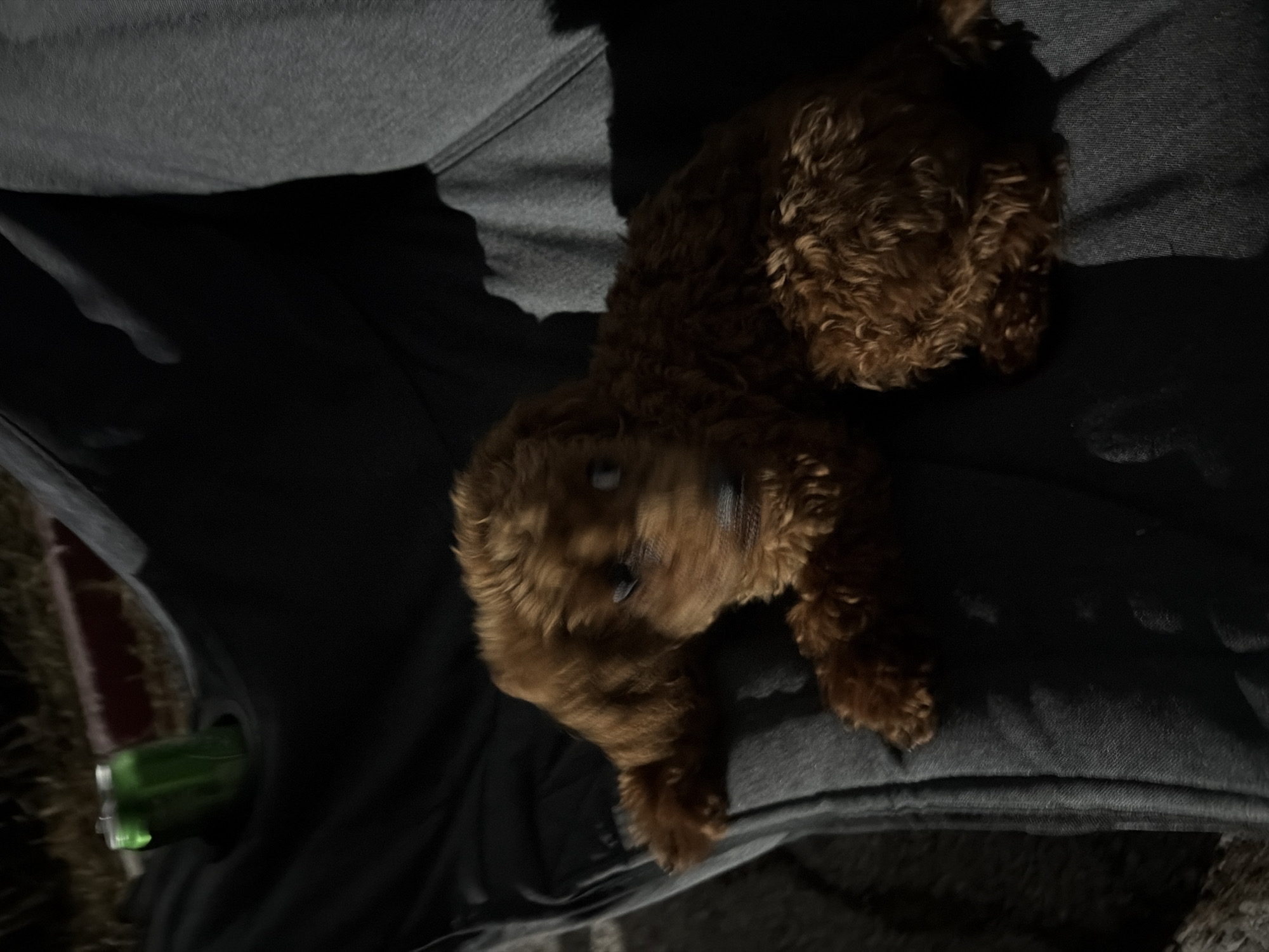 The media file shows a small, brown, curly-haired dog lying on a person's lap. The dog appears to be a puppy or a small breed, possibly a poodle mix, with its fur neatly groomed. It is looking downwards with its head resting on the person's leg. The person is wearing dark pants and a grey garment, likely a hooded sweatshirt. The setting appears to be outdoors, possibly in a park or a garden, given the presence of what looks like a green bottle lying on its side in the lower left corner. The lighting suggests it might be evening or a dimly lit area. The overall mood seems peaceful and relaxed, with the dog comfortable and settled on the person's lap. There is no visible text in the image. The location context is Ribnik, Bulgaria.