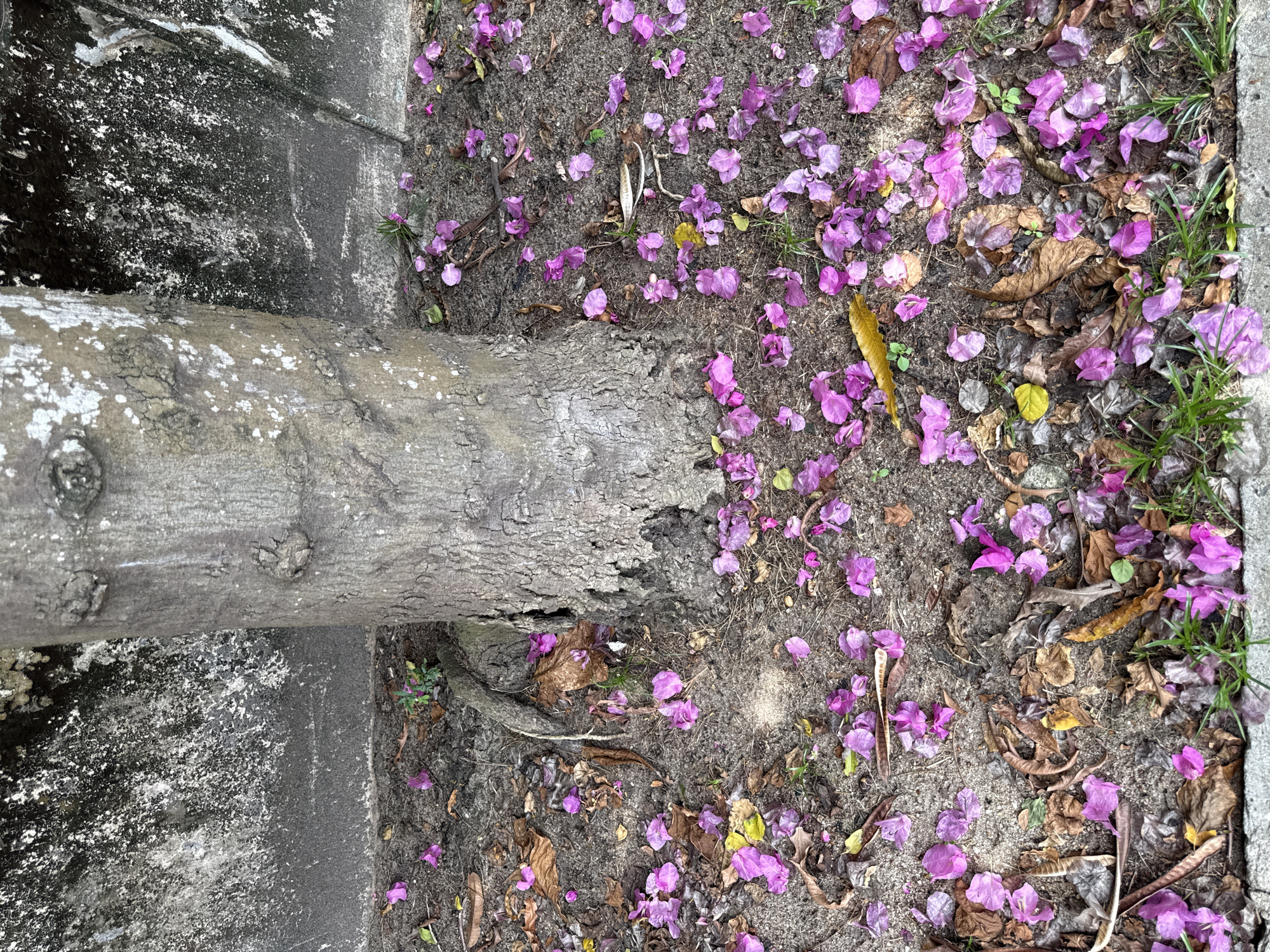 An overhead view captures a static outdoor scene, likely in Lekki, Nigeria, dominated by a thick tree trunk running horizontally across the middle of the frame. The trunk's bark is textured with visible grooves and lighter patches, suggesting age and exposure.
To the left of the tree trunk, a section of dark, weathered concrete or pavement is visible. This surface exhibits various shades of grey and black, with speckled white areas that could be lichen or dried residue, indicating moisture and environmental exposure.
To the right of the trunk, the ground is covered with a mix of sandy soil, scattered dried brown leaves, and numerous vibrant purple petals, strongly resembling those of a bougainvillea plant. These petals are spread across the earthy surface, some fresh and bright, others slightly faded. Interspersed among the soil and petals are small clumps of green grass and occasional twigs or plant debris. A lighter grey concrete edge, possibly a curb or pathway border, runs along the far right side of the image.
The scene depicts natural elements in daylight, with no human activity or visible text. The arrangement of fallen petals suggests a plant is blooming nearby.
