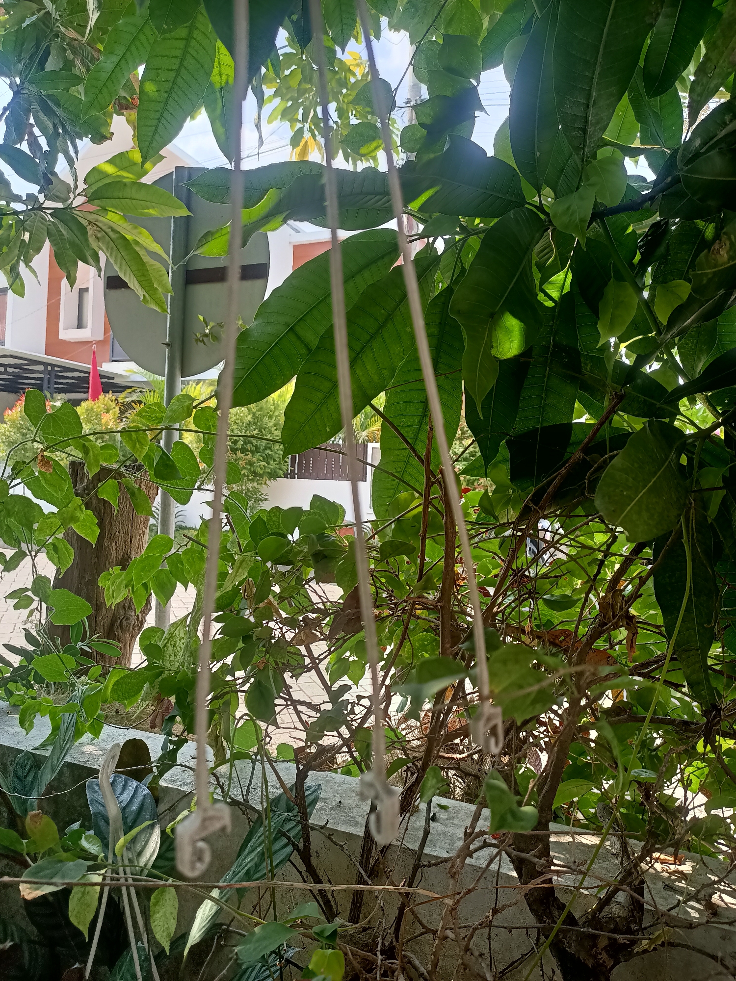 The image captures a close-up view of lush green foliage from leafy trees and vines, with a concrete wall and a wooden tree stump visible in the foreground. Hanging from unseen supports are several light-colored ropes with small, white, hook-like attachments. Behind the foliage, a part of a building with white and orange walls is visible, suggesting an outdoor urban or suburban setting. The overall impression is of a natural environment encroaching upon a man-made one.