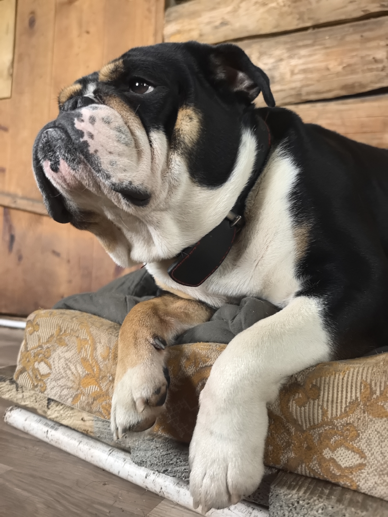 A tri-colored bulldog, predominantly black with white markings on its chest and jowls, and tan patches around its eyes and on its legs, is resting indoors in Noviy, Russia. The dog is positioned in a close-up, medium shot, lying down with its head slightly raised and its gaze directed thoughtfully towards the left side of the frame. It wears a dark collar with a black buckle or device.
The dog is reposing on a patterned cushion, which features a yellowish-gold and beige/off-white woven design. Beneath the cushion, a grey blanket or fabric is visible, and further below, two white plastic pipes, likely PVC, serve as support. Text visible on the right pipe includes "PVC", "20/20", and "ACC", while partial characters like "DD-PP-B" are seen on the left pipe. The background and floor are composed of light-colored wood, suggesting a rustic interior, possibly a cabin or a room with wooden paneling or logs. The lighting indicates it is daytime. The dog appears calm and observant.