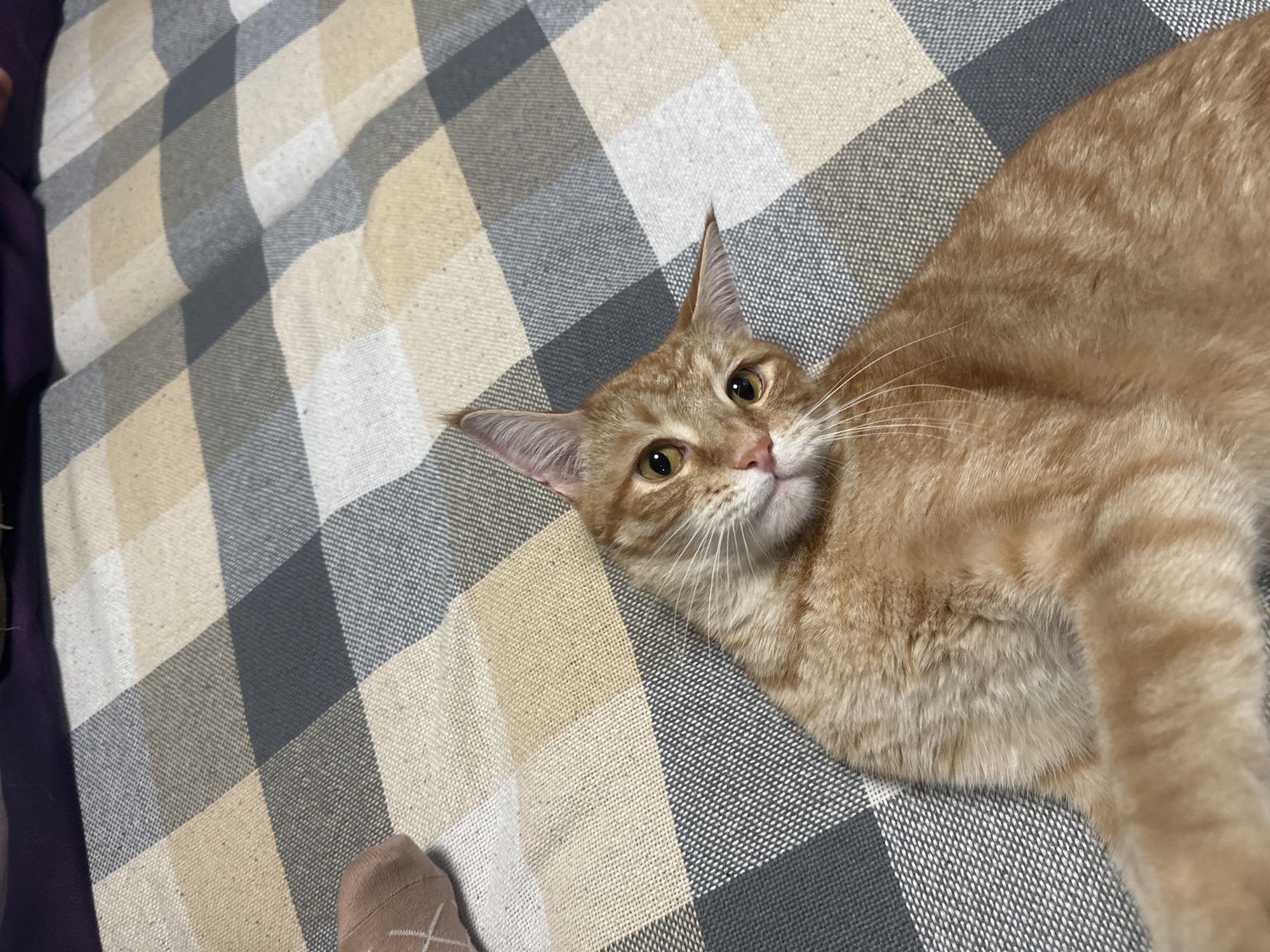 An orange tabby cat is lying on its side on a checkered blanket. The cat is looking directly at the camera with its head tilted. The blanket has a pattern of beige, grey, and white squares. To the left of the cat, a human foot wearing a brown sock with a light-colored cross pattern is visible. The background is dark and out of focus.