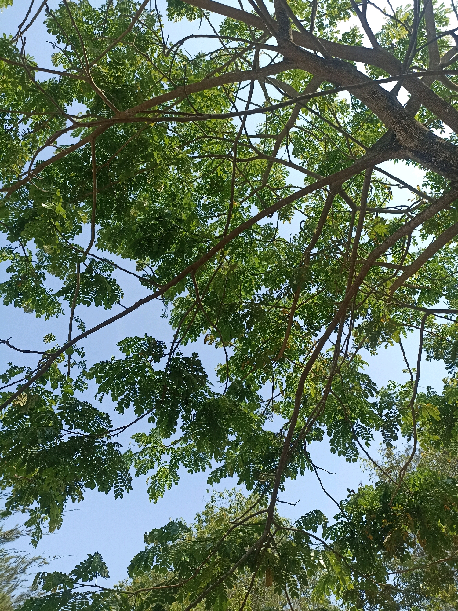 The image captures a view looking up through the canopy of a large tree with numerous branches and green leaves against a clear blue sky. The location is specified as Kenoyajaya, Indonesia. There are no people or specific objects of interest visible, only the natural elements of the tree and sky. The scene appears to be a typical outdoor environment, likely during daylight hours given the bright sky and illumination of the leaves.
